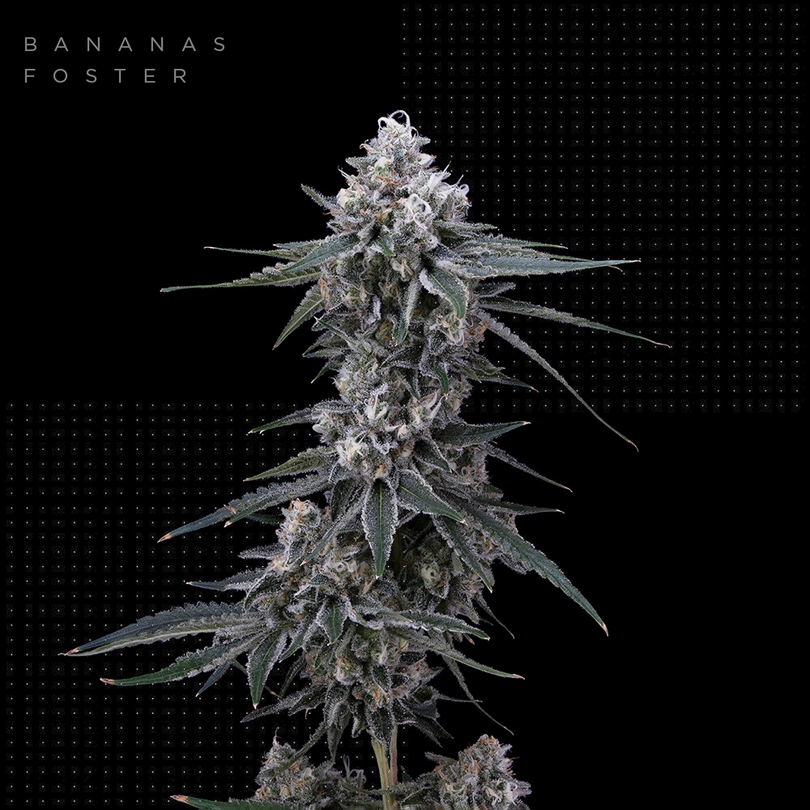 Banana Cooler Strain Leafly - 544bpg1