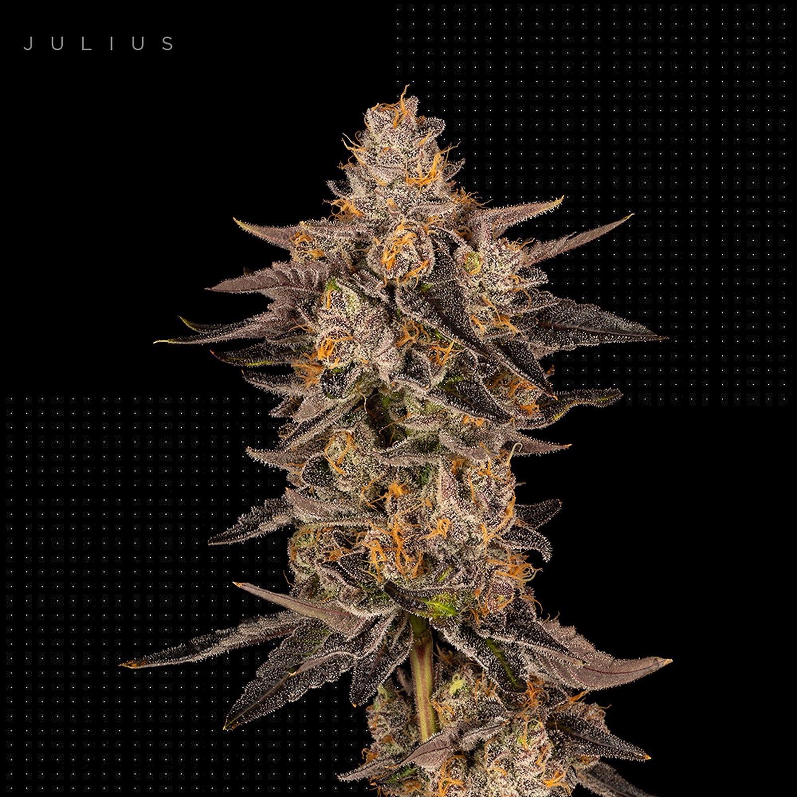 FloraCal Farms Julius Leafly