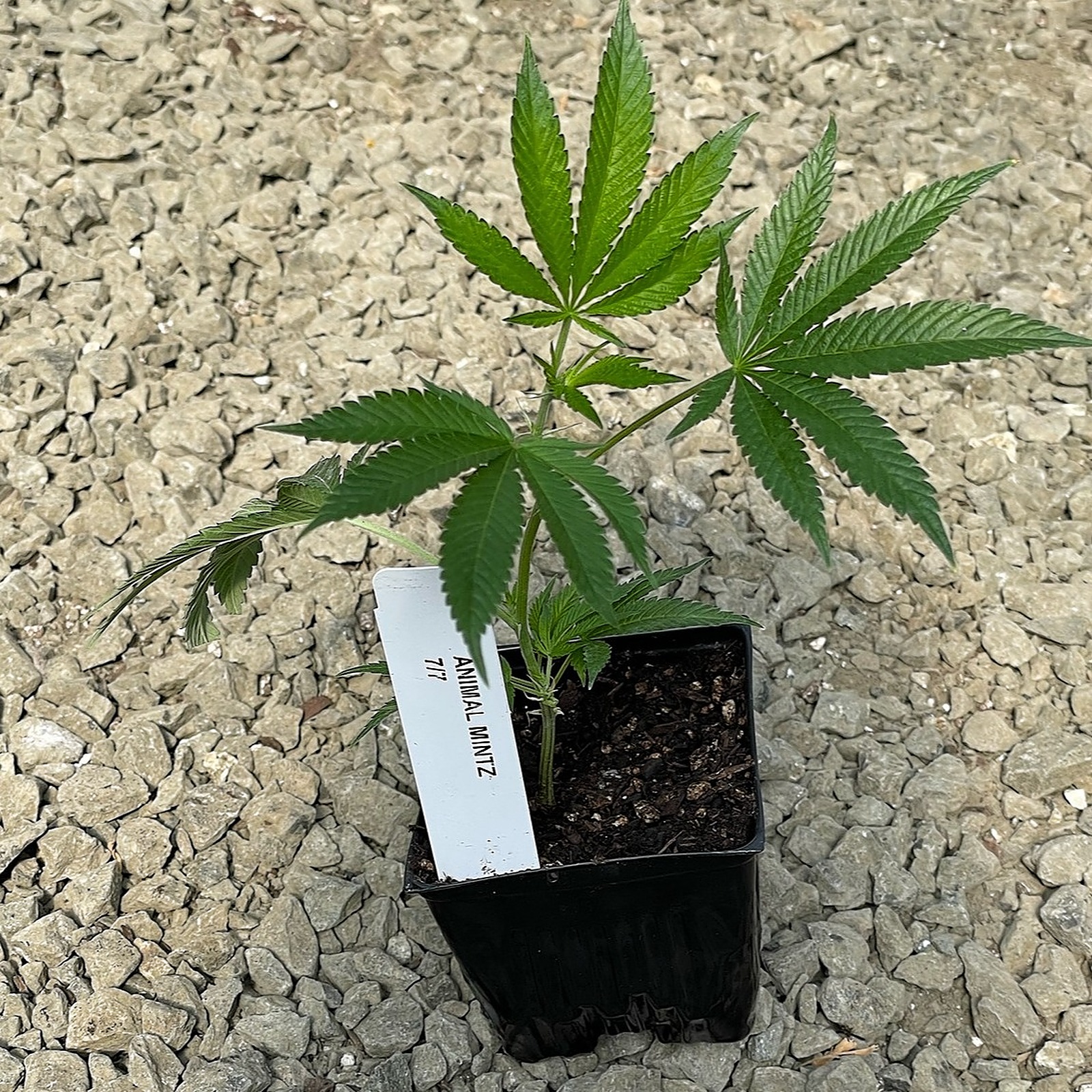 Sun Clone Animal Mints Clone Leafly