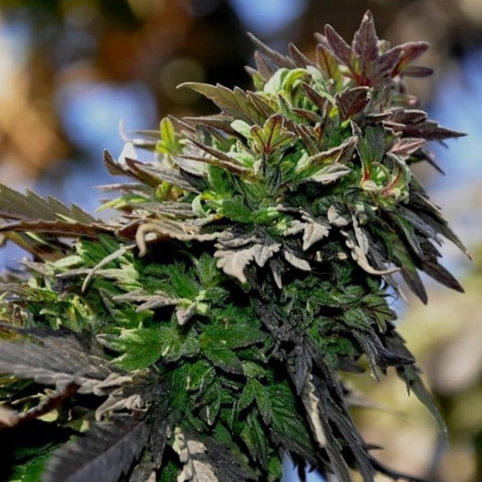 Afghan Kush Seeds Leafly