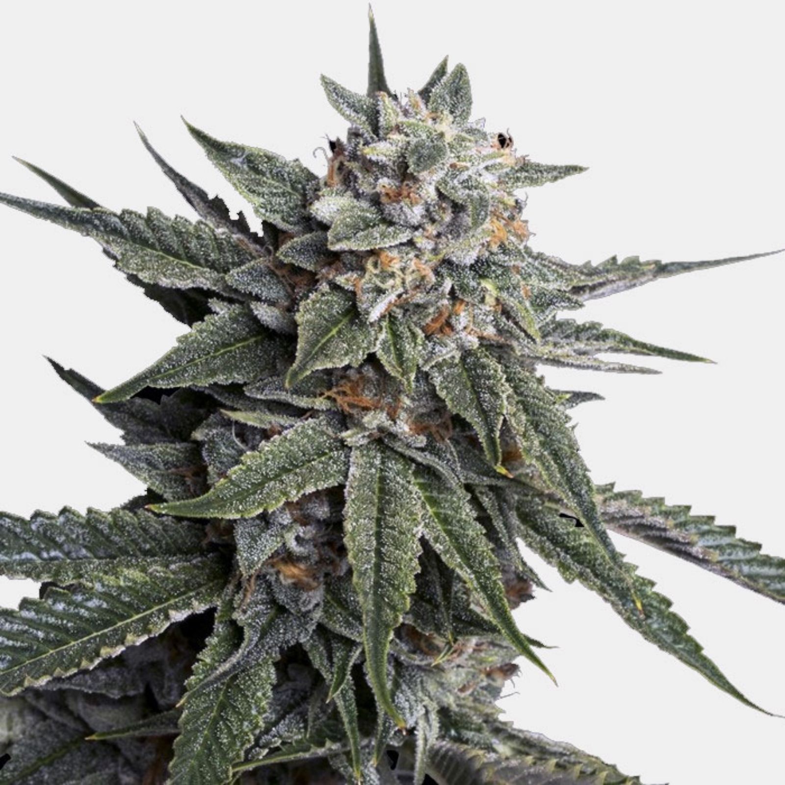 Seed Bank Strawberry Banana Seeds Leafly