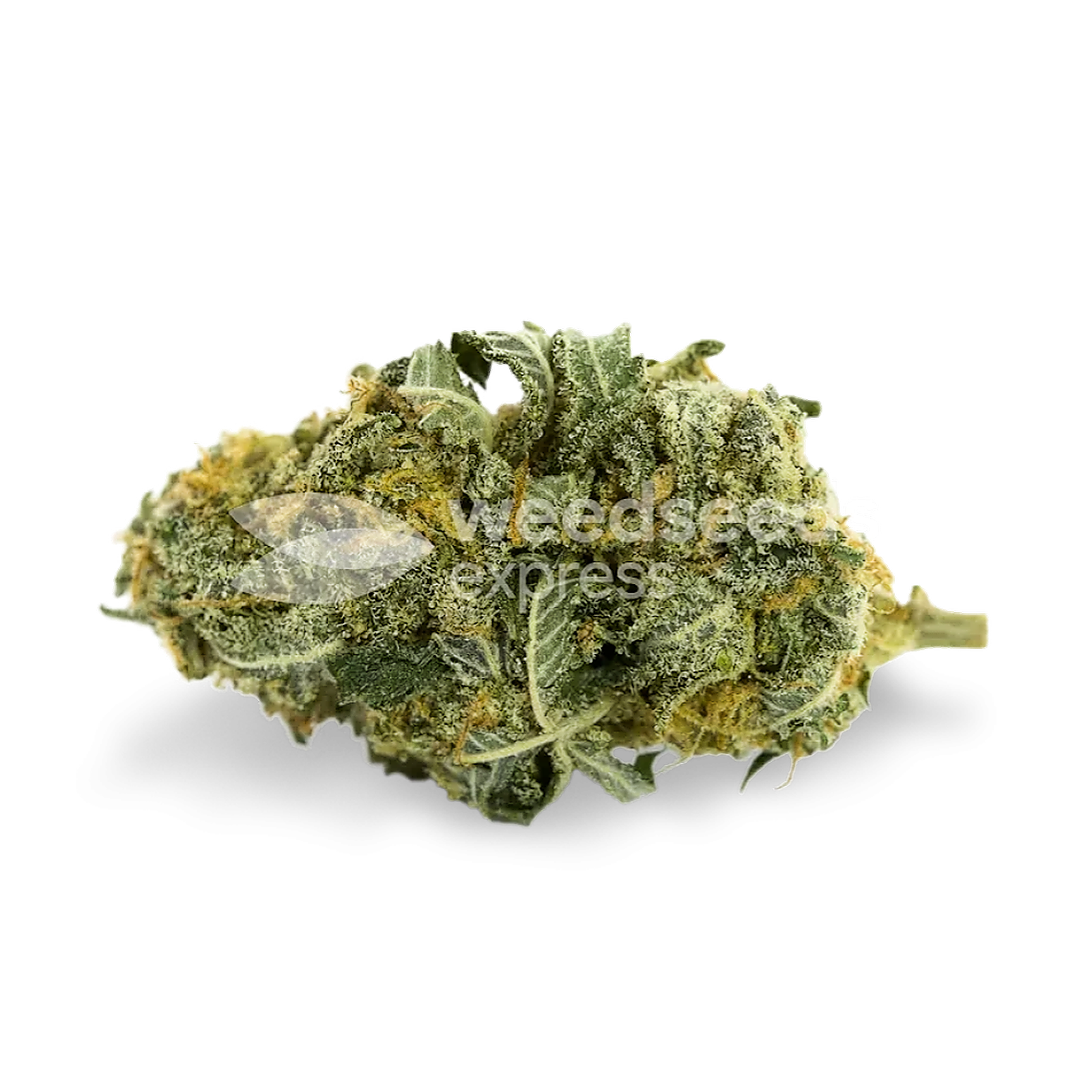 WeedSeedsExpress: Tangie Feminized Seeds | Leafly