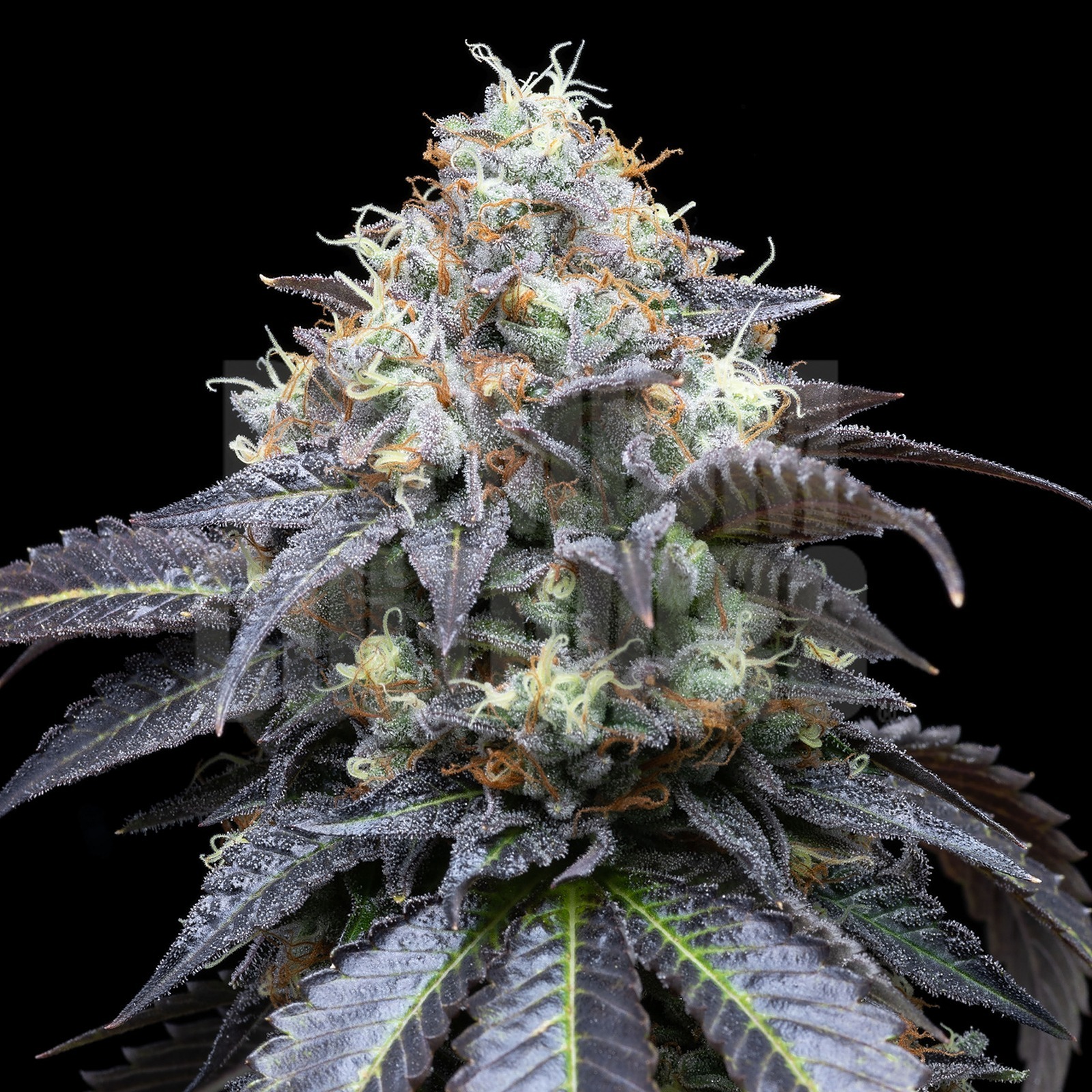 Premium Seed Market: Runtz (feminized) | Leafly