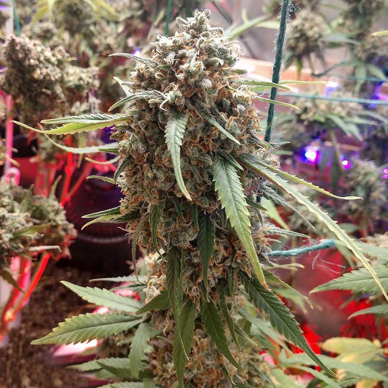 OG Seeds Girl Scout Cookies Seeds Autoflower Leafly