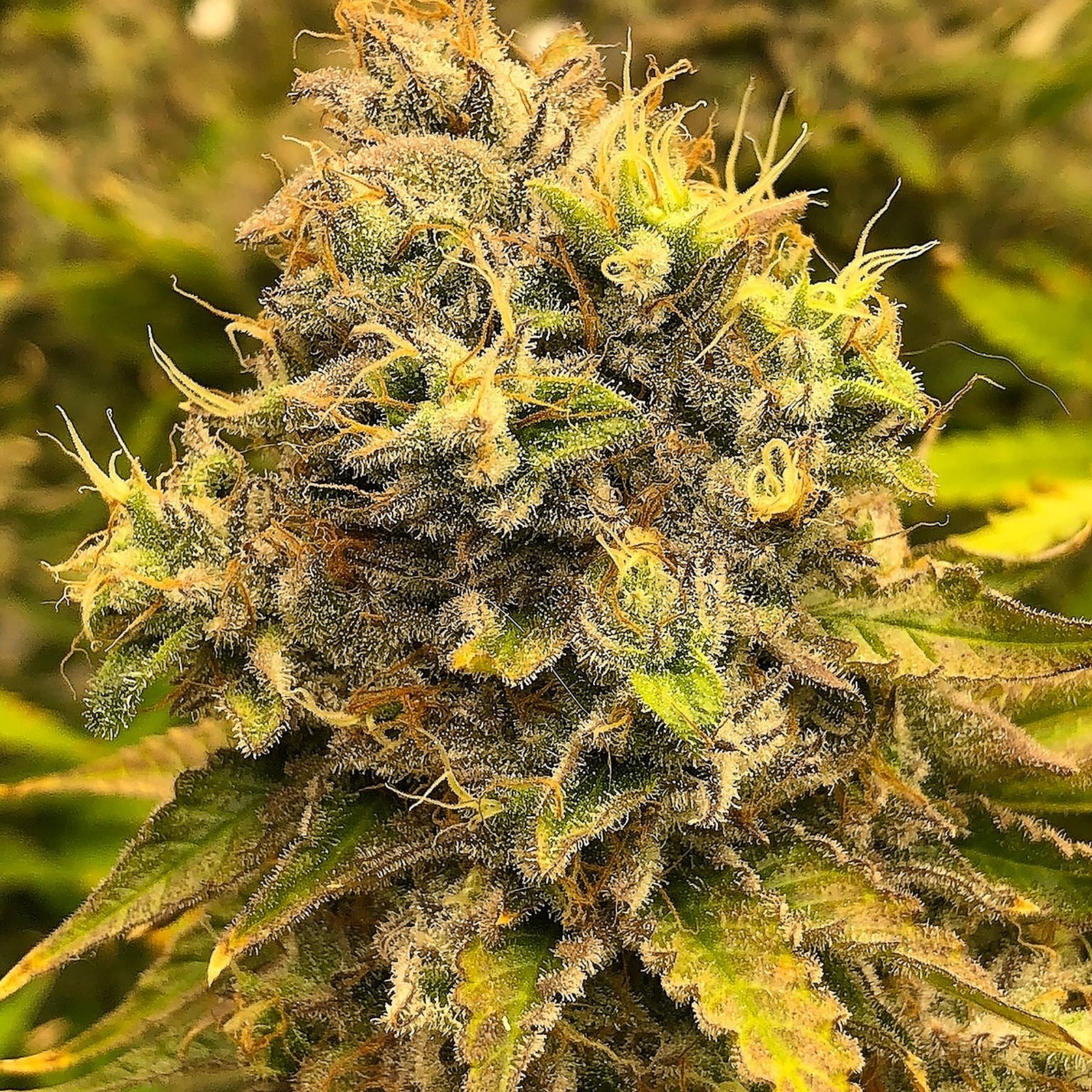 The Seed Connect: AUTO RUNTZ CHEESE AUTOFLOWER SEEDS USA | Leafly