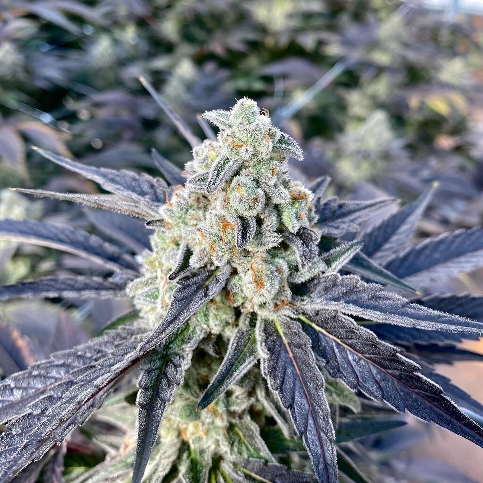 Kush Cake Strain Leafly - 9j3i0o7