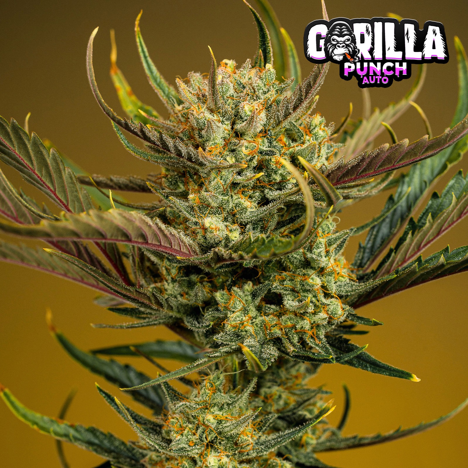 Fast Buds Autoflowering Cannabis Seeds Gorilla Punch Auto Fast Buds