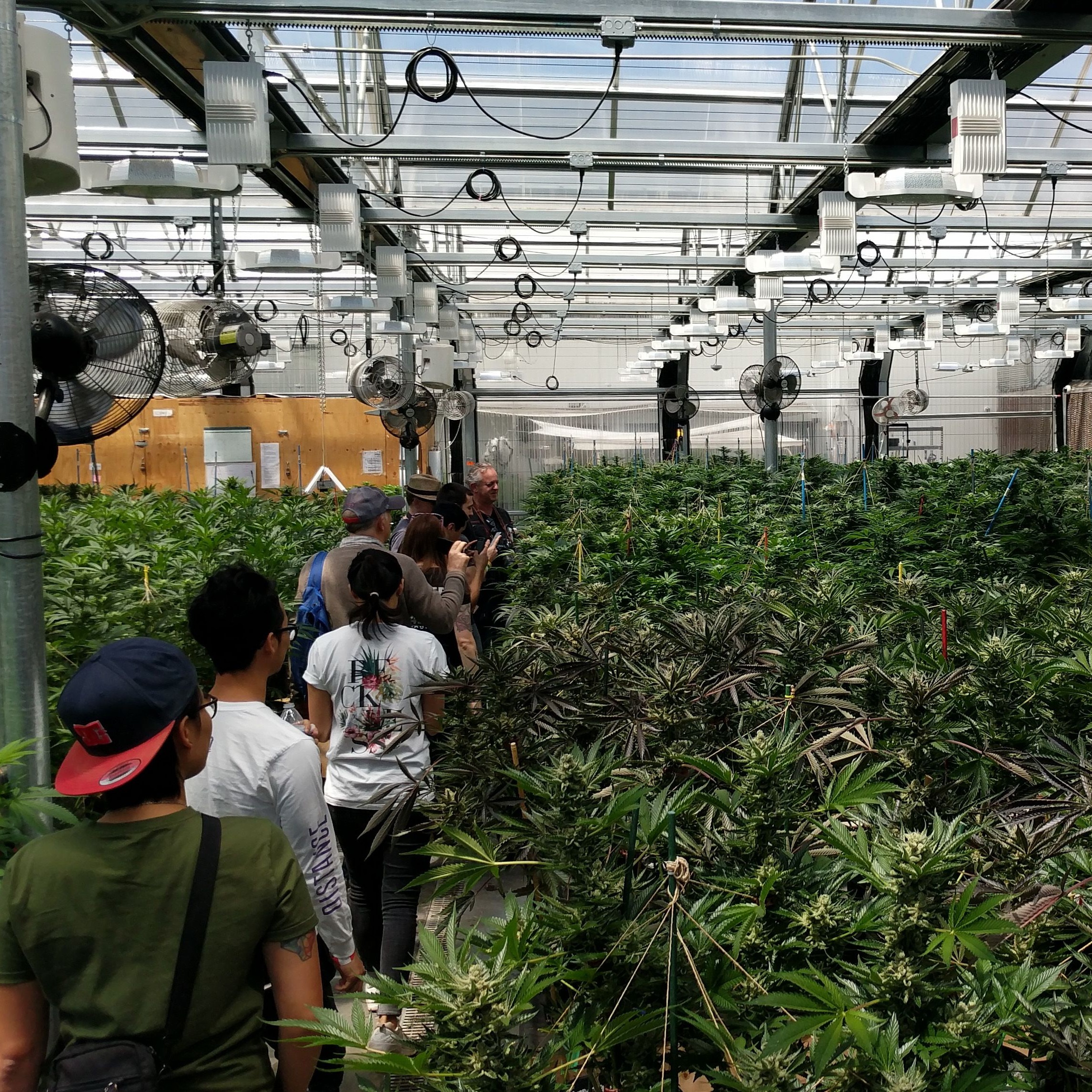 Greenhouse Grow & Dispensary Tour Leafly Greenhouse Grow & Dispensary Tour Leafly