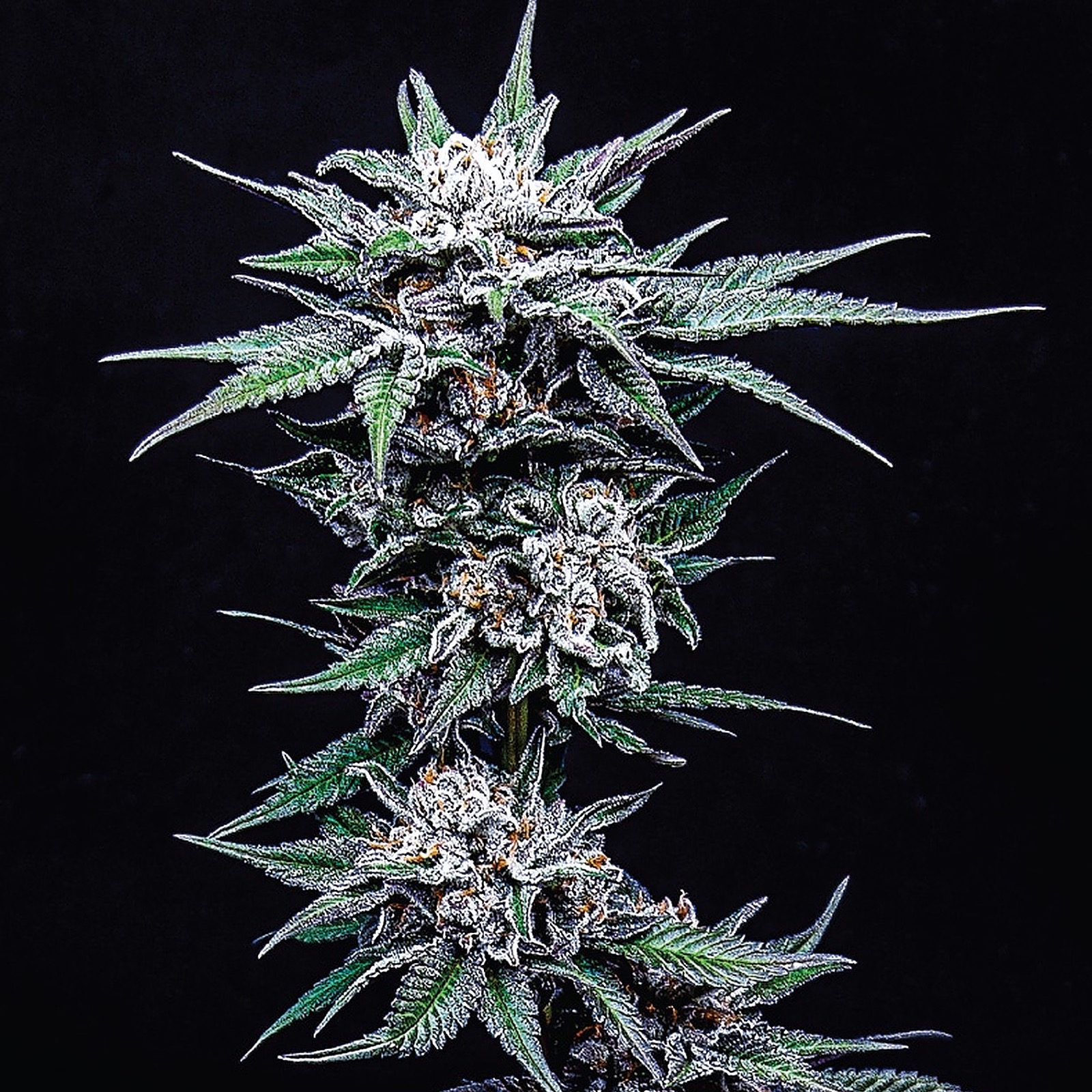 Simply Crafted 25 OFF with code LEAFLY Blueberry Pancakes Feminized