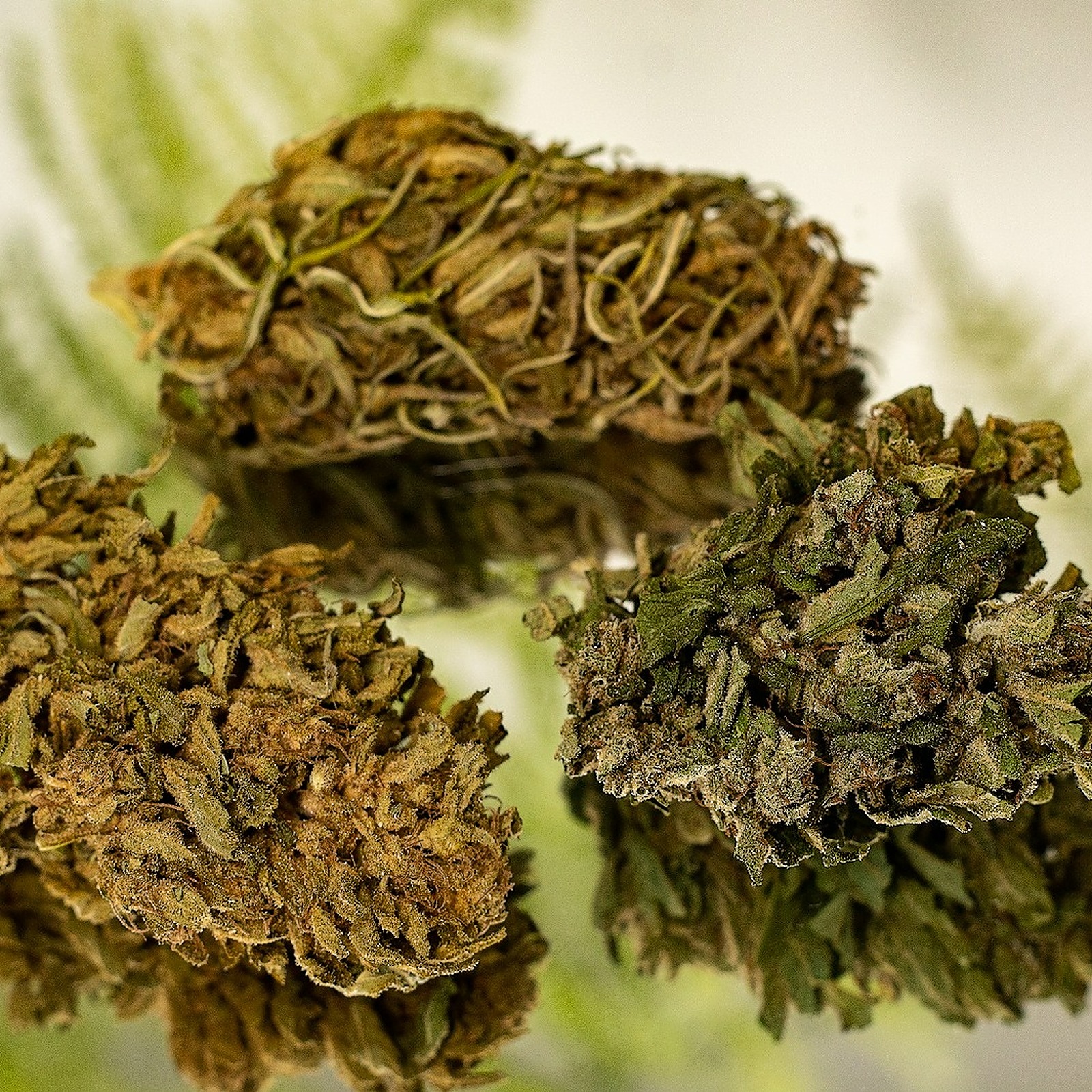 Hemp Pantry Hand Weighed Flower Leafly