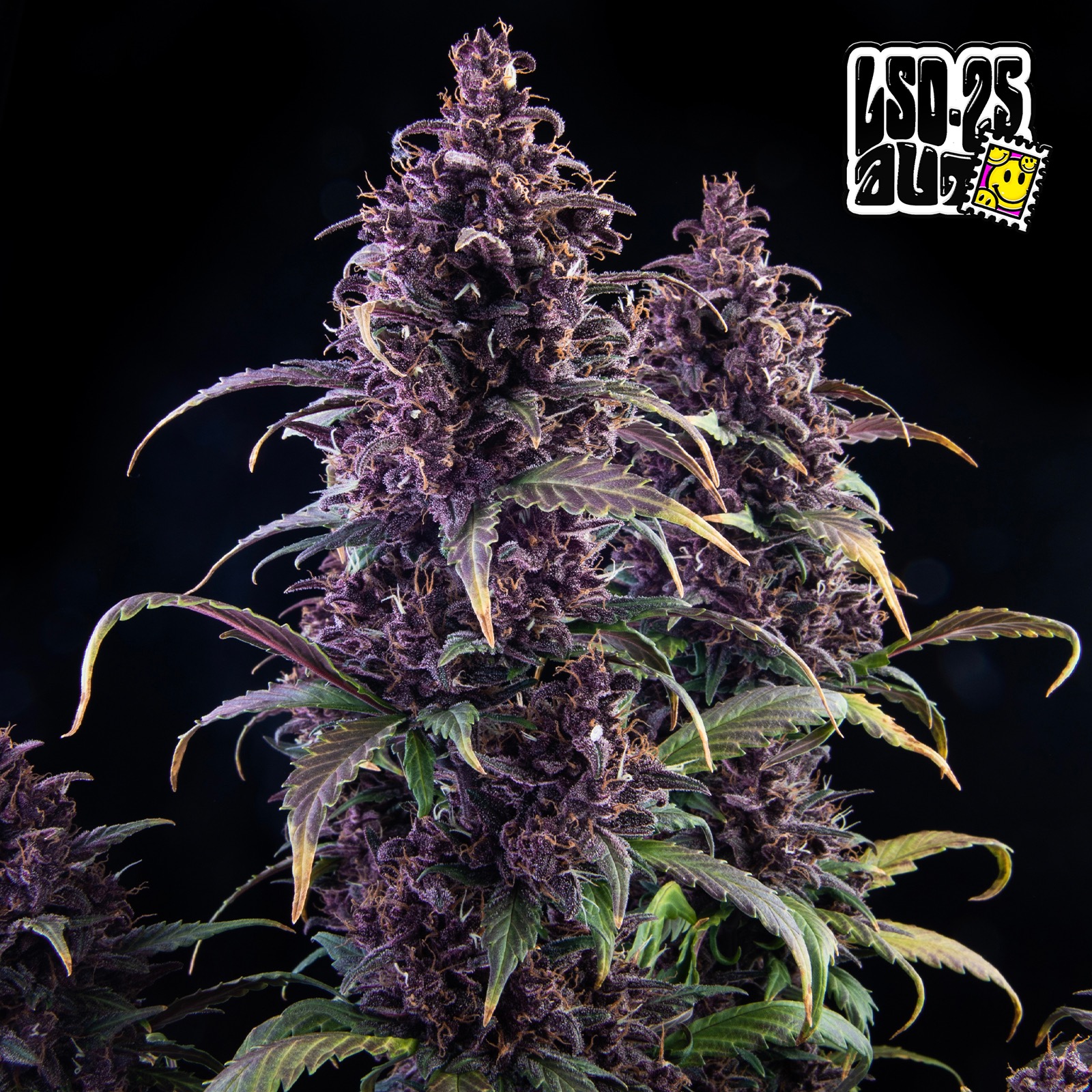 Fast Buds Autoflowering Cannabis Seeds: LSD-25 Auto | Fast Buds Seeds ...