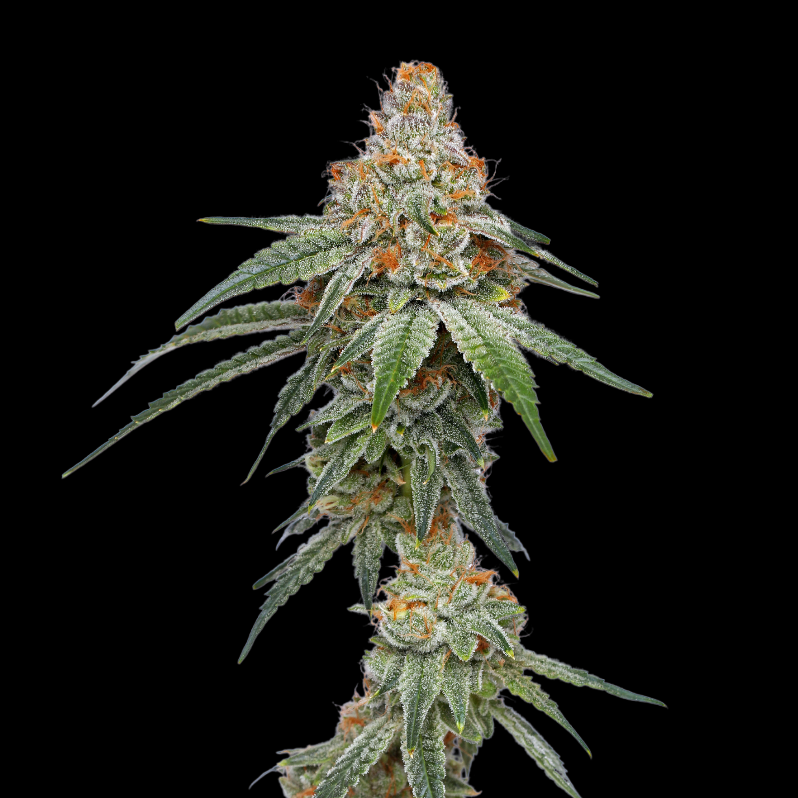 Simply Crafted Pineapple Upside Down Cake Feminized Cannabis Seeds