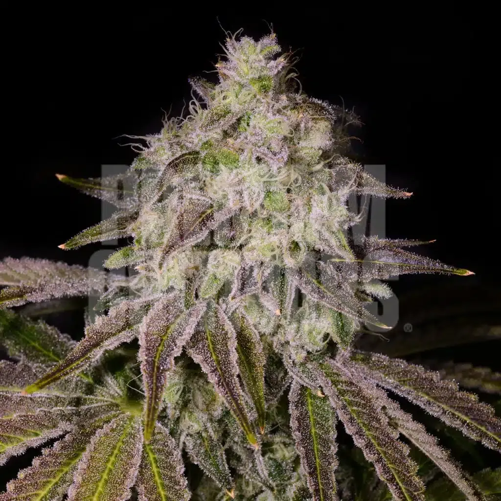 Premium Cultivars Cake Mix Leafly