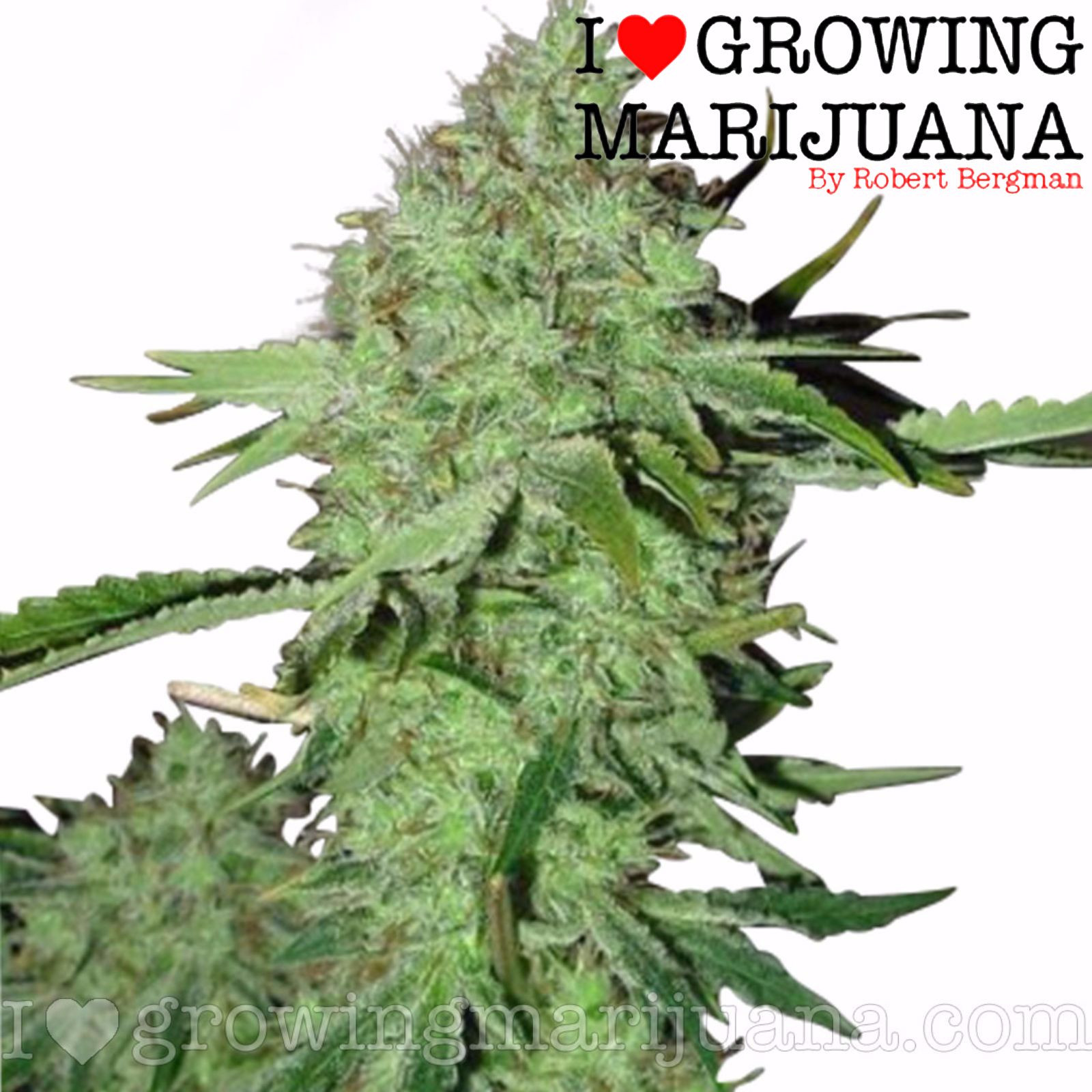 Love Growing Marijuana - shprl91