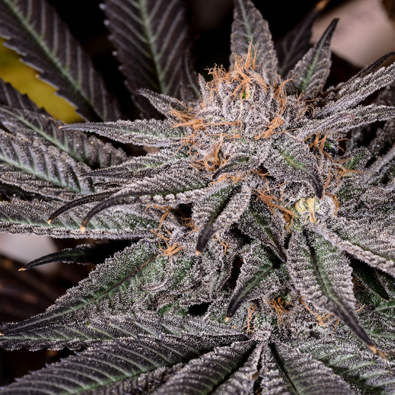 Seed Bank Grape Ape Seeds Leafly