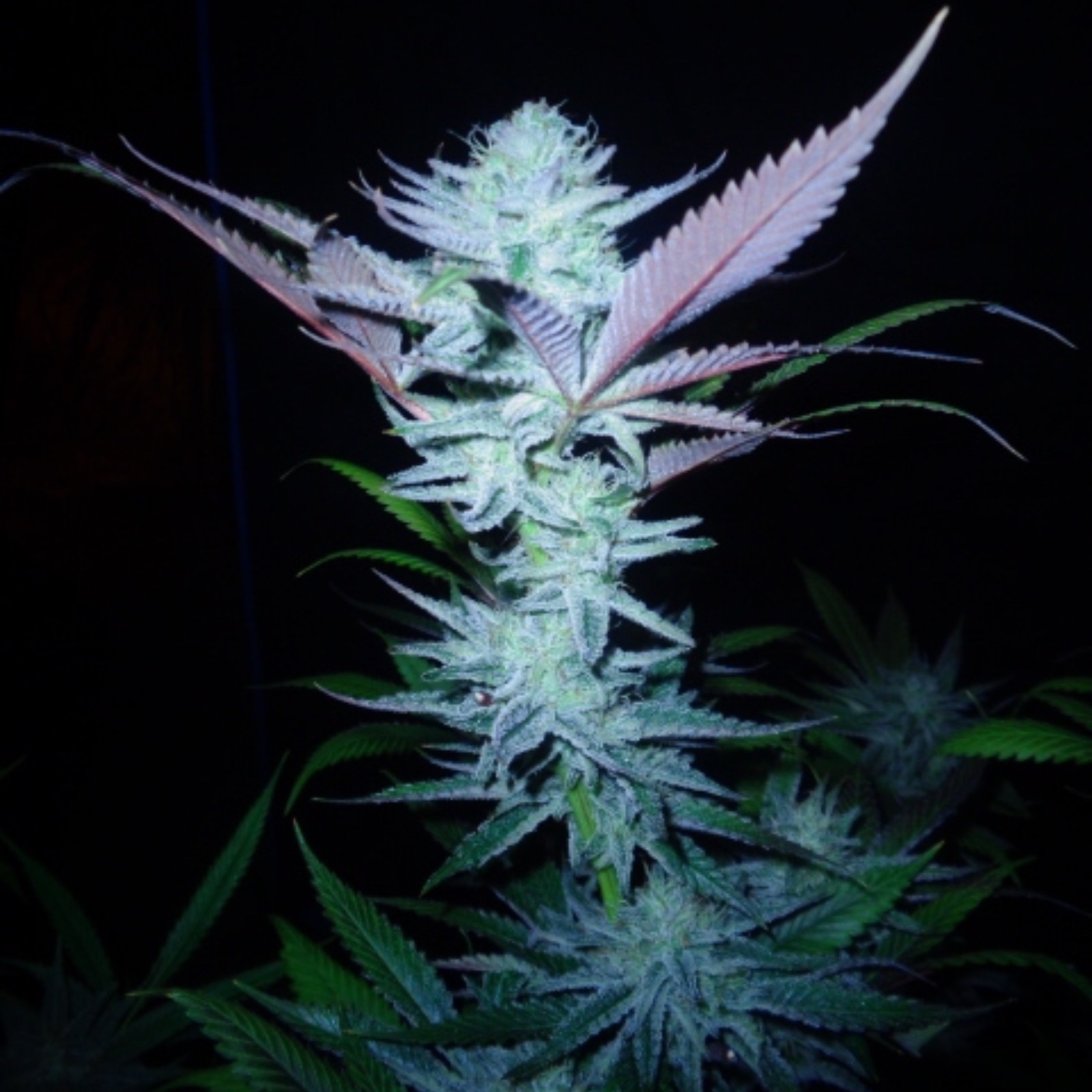 Raspberry Jelly Raspberry Smash X Raspberry Smash F2 Lea