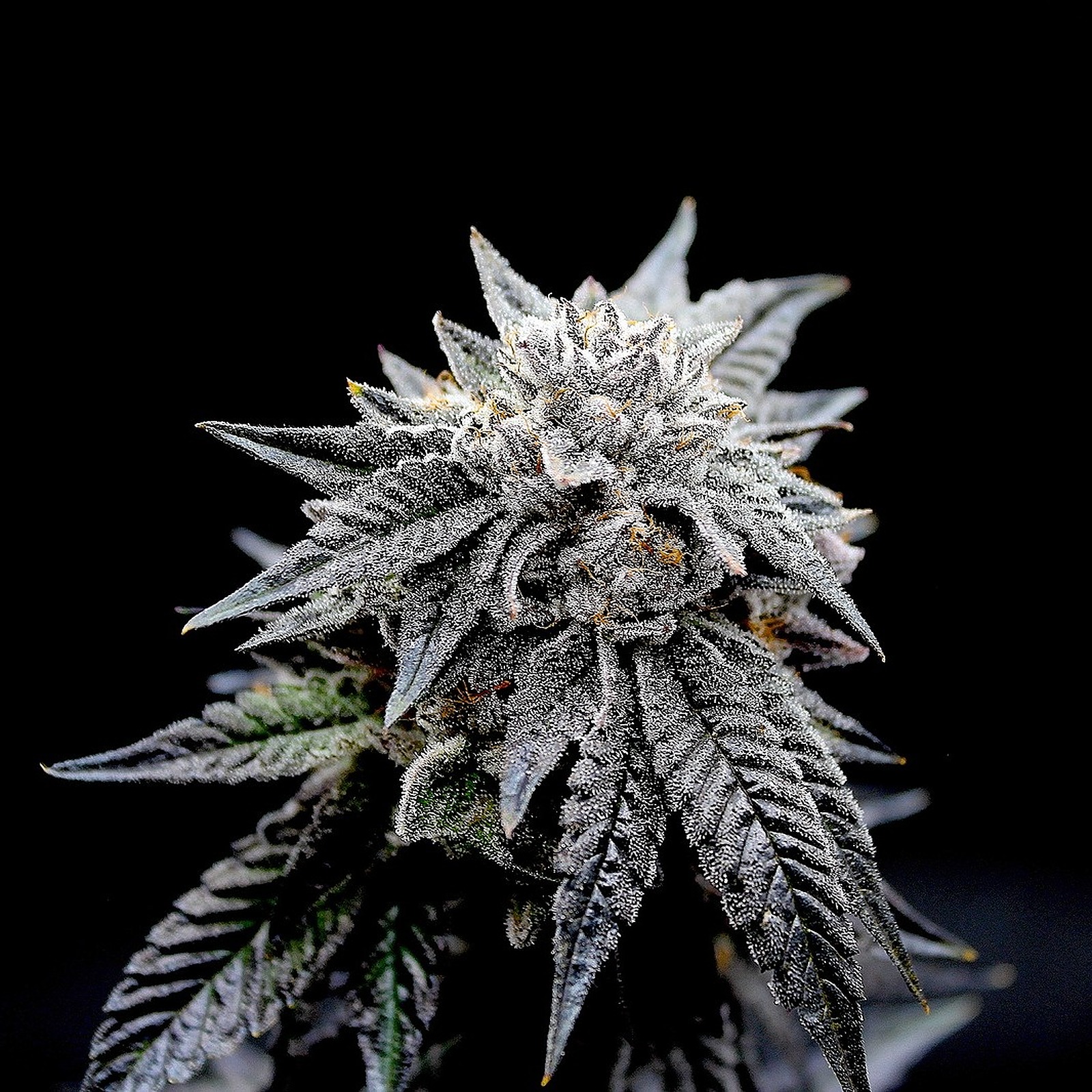 Midnight Fruit Company Grease Monkey Leafly