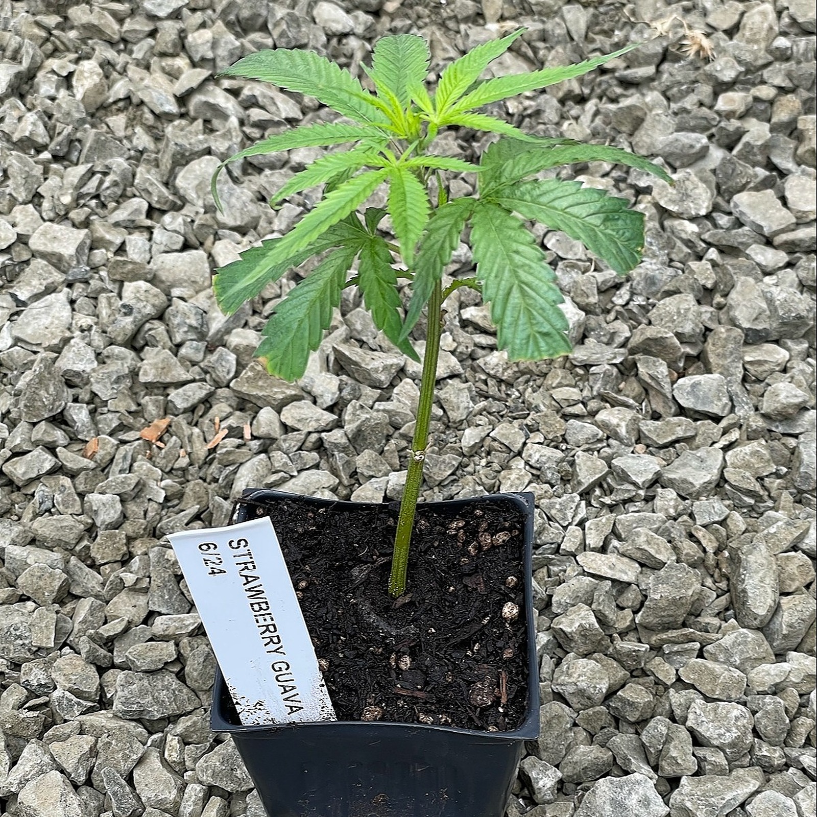 Sun Clone Strawberry Guava Clone Leafly