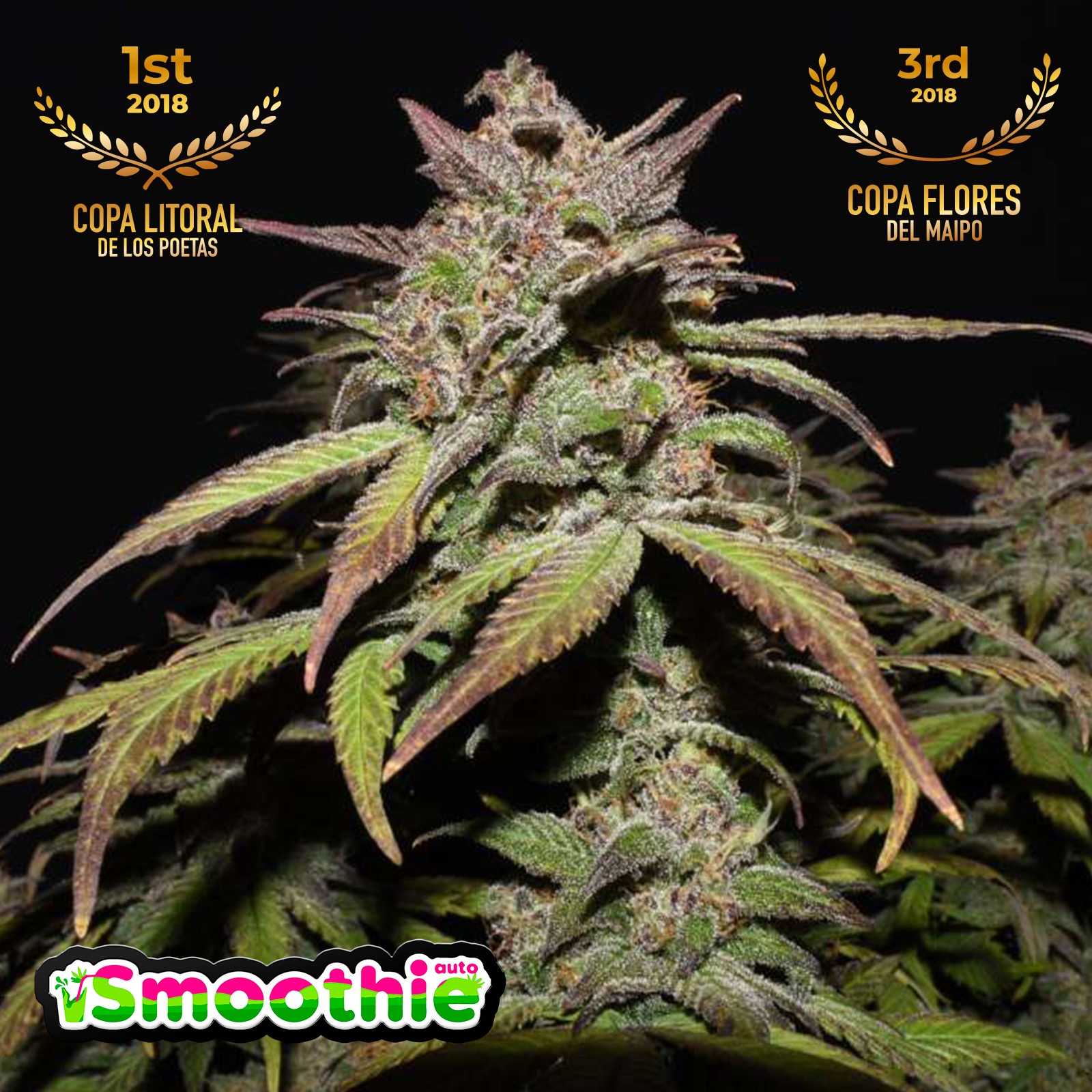 Fast Buds Autoflowering Cannabis Seeds: Smoothie Auto | Fast Buds Seeds ...