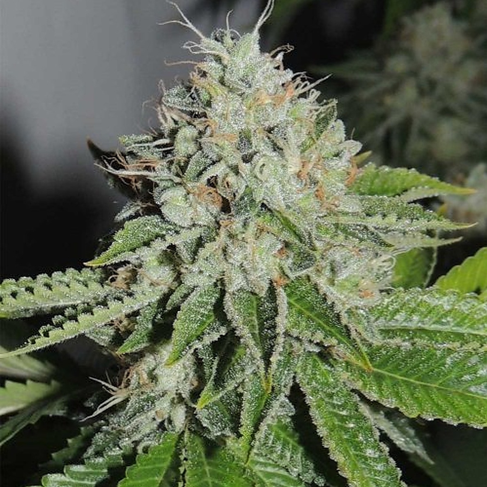 The Hidden Dangers Of Angel Dust Strain: A Must Read - w7q0rxr