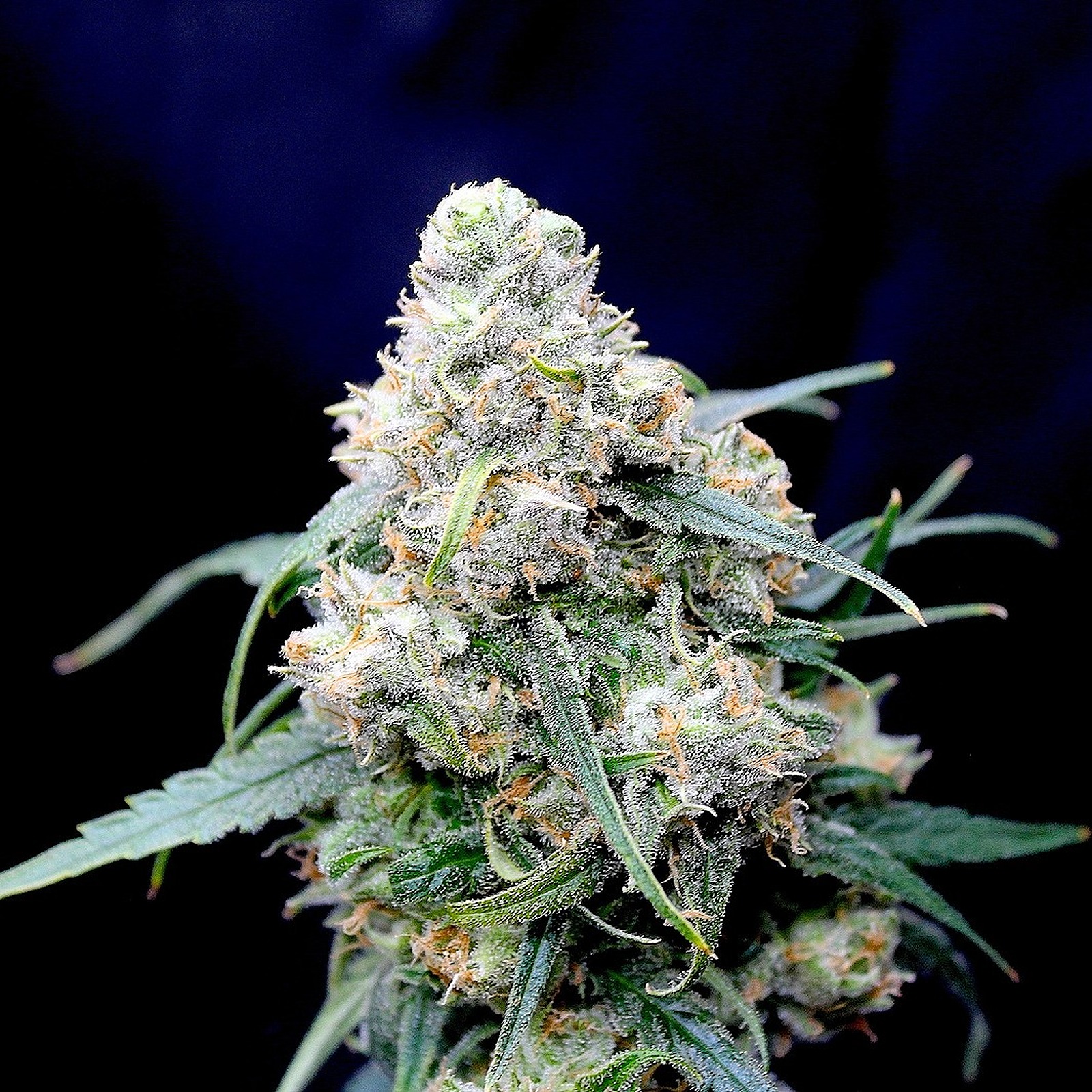 Midnight Fruit Company: Jack Herer