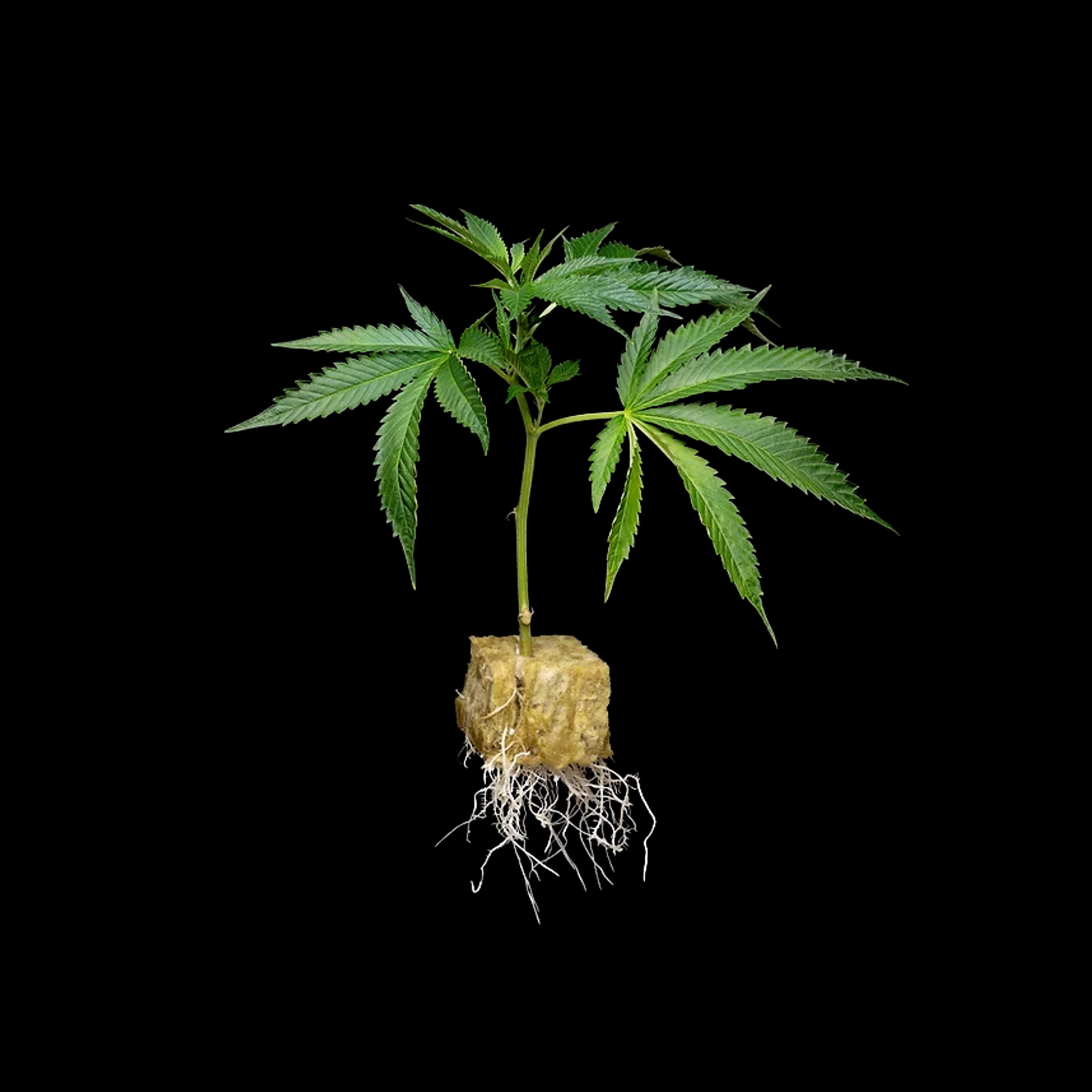 Seeds & Clones: Buds & Roses - Clones - OG Kush | Leafly