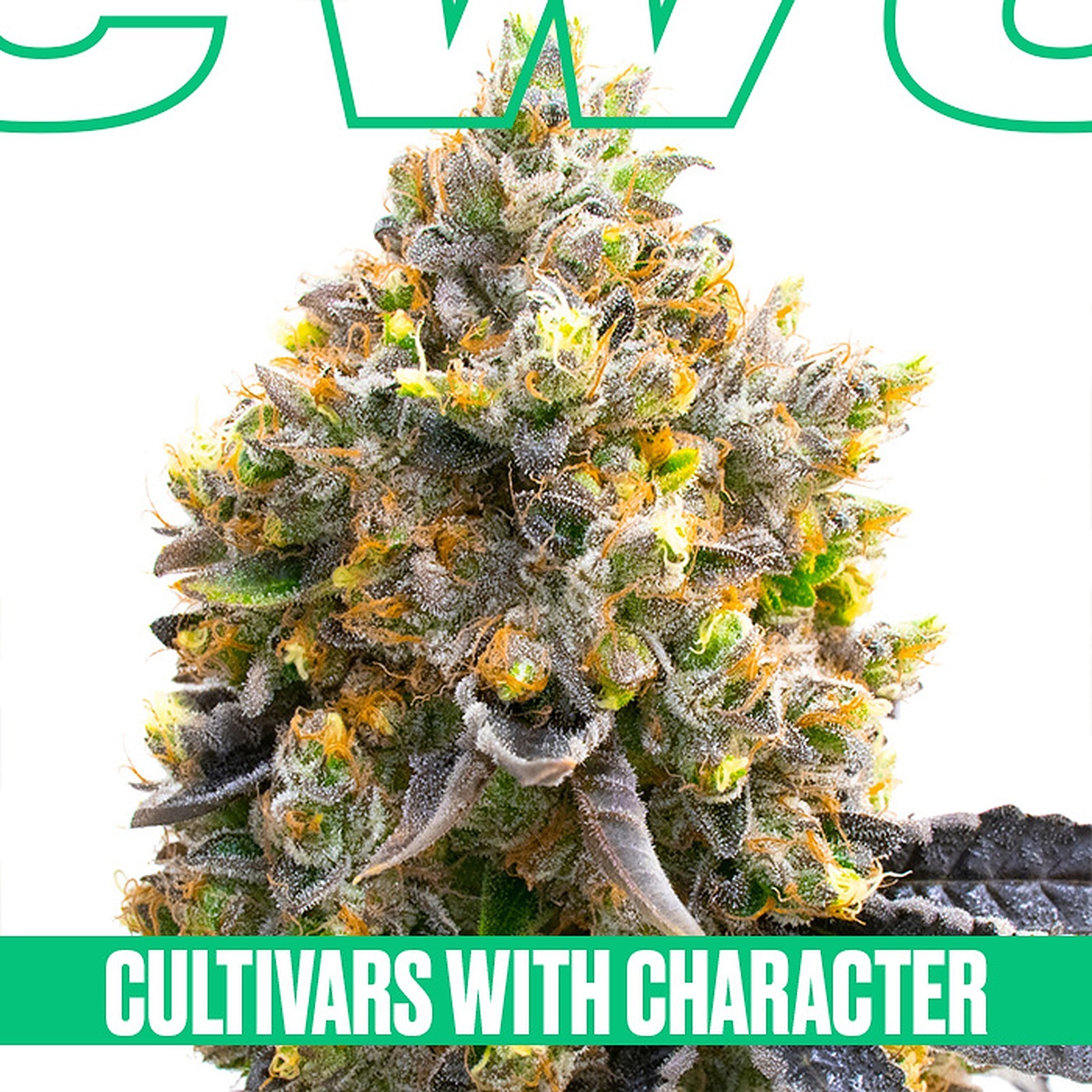 Homegrown Cannabis Co. Kyle Kushman's Sweet Island Feminized Leafly