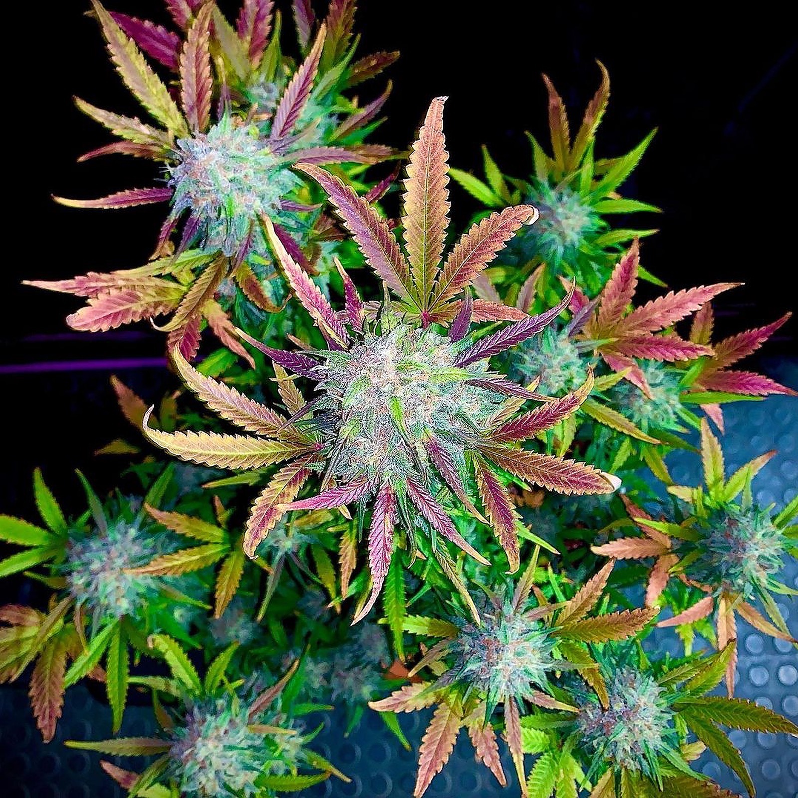 Fast Buds Autoflowering Cannabis Seeds Cream Cookies Auto Fast Buds