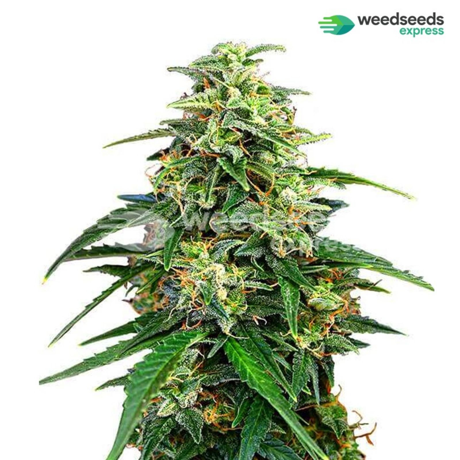 Weedseedsexpress Amnesia Lemon Kush feminized seeds Leafly