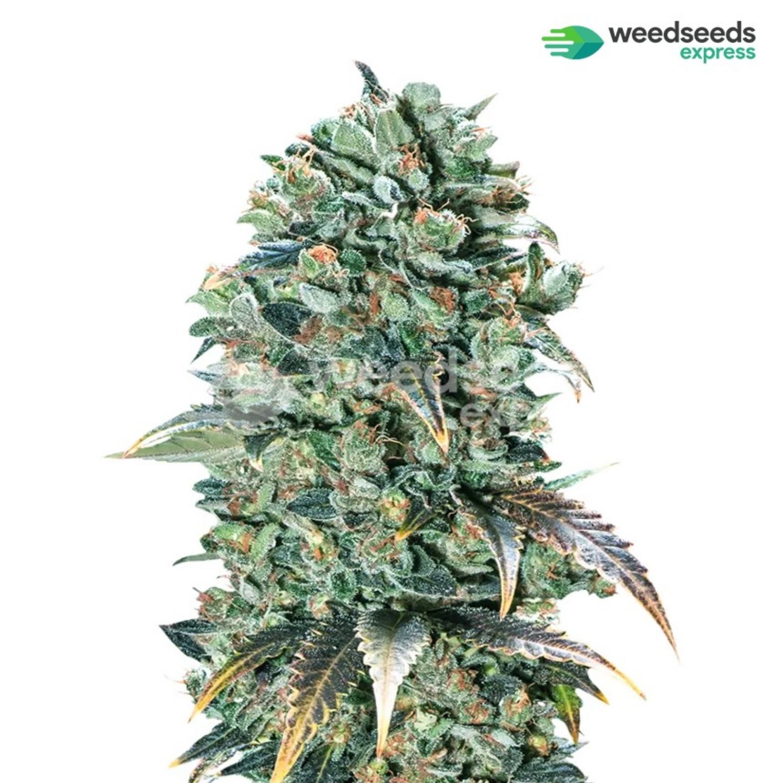 Super Glue feminized seeds Leafly