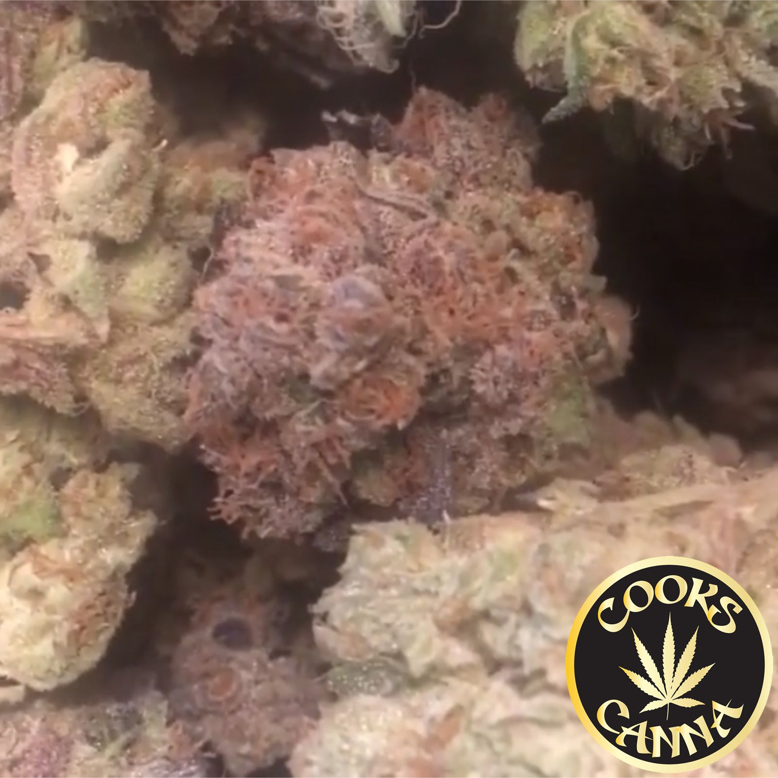 Lemonade haze Leafly