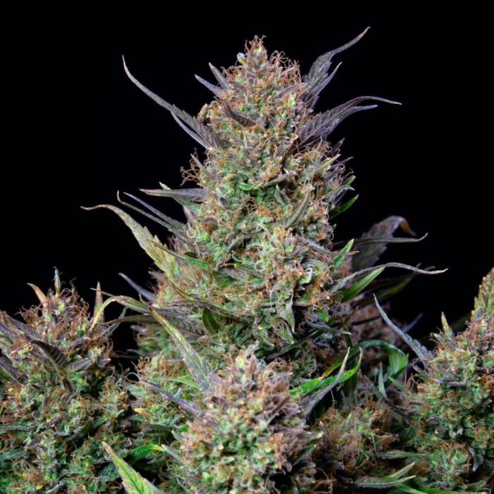 Simply Crafted: Bruce Banner Autoflower Feminized Cannabis Seeds | Leafly