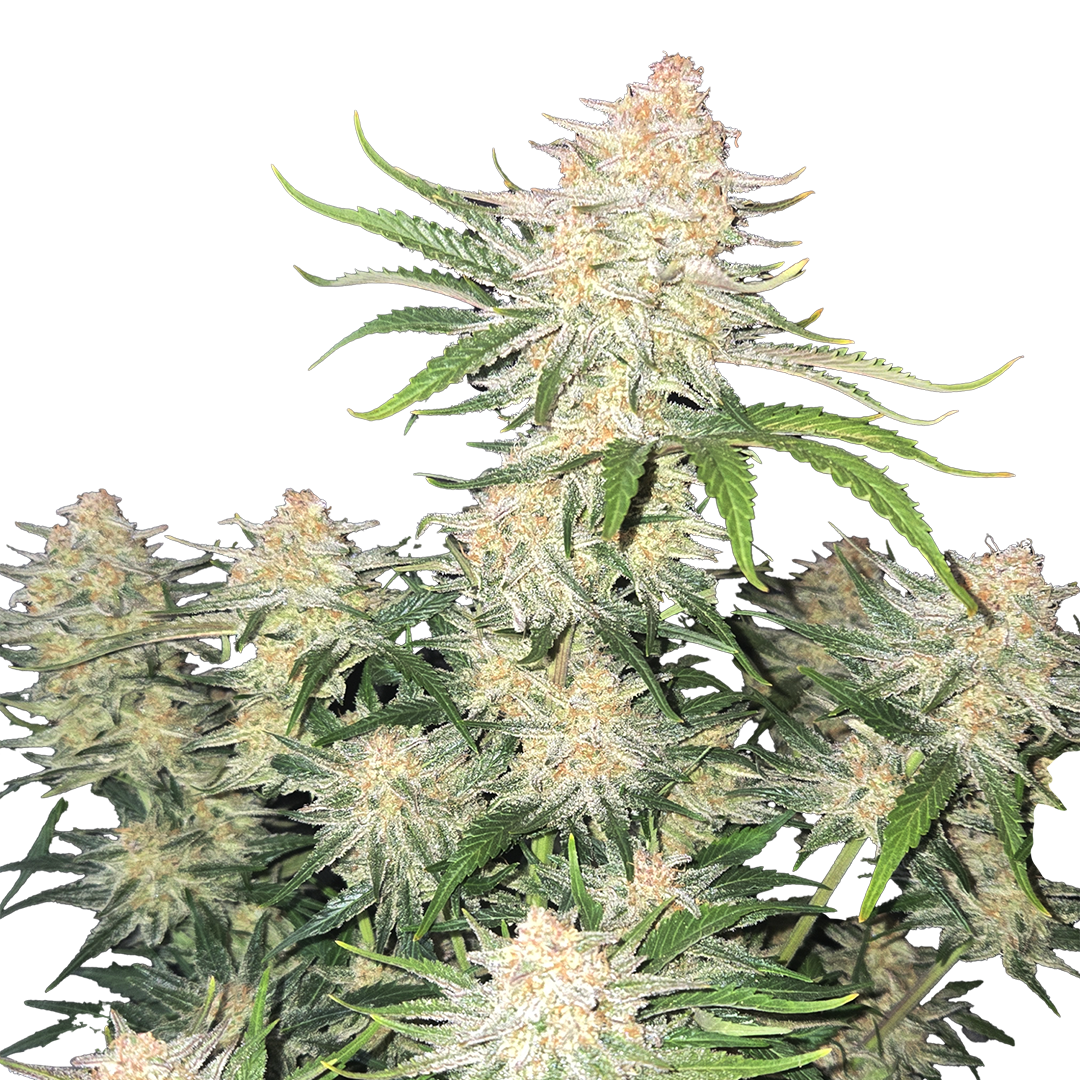 Foto de la variedad Frostbanger Auto