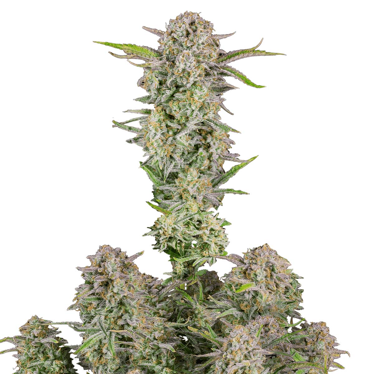 Foto de la variedad Bruce Banner Auto