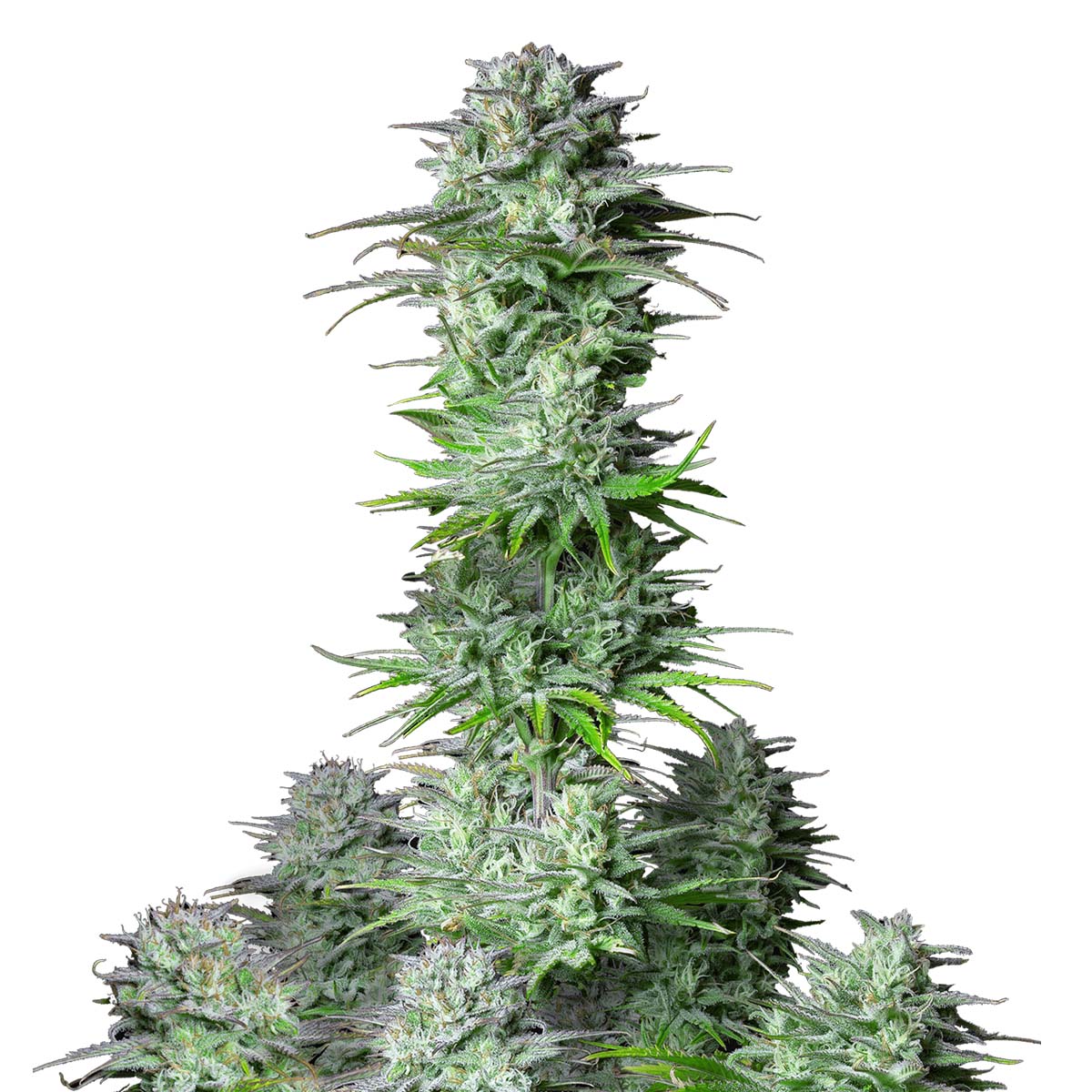 Foto de la variedad Kosher Cake Auto