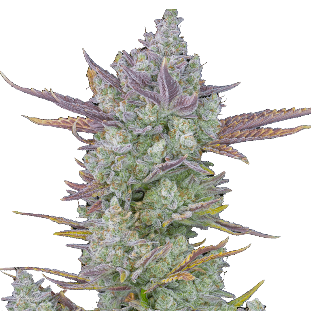 Foto de la variedad Gorilla Cookies Auto