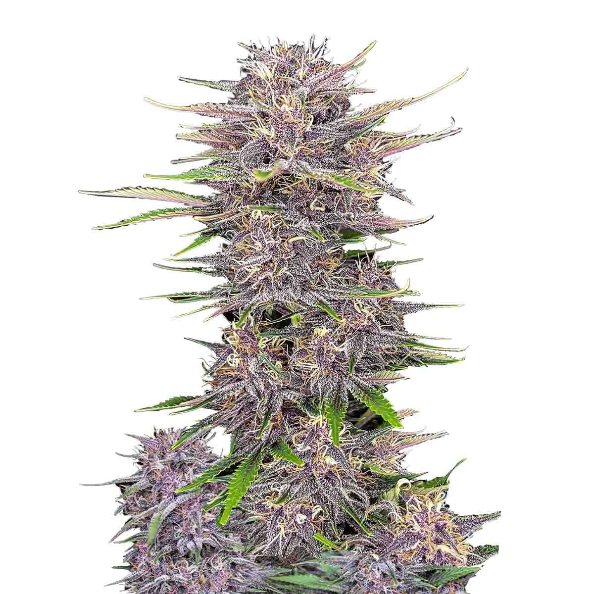 Foto de la variedad Banana Purple Punch Auto