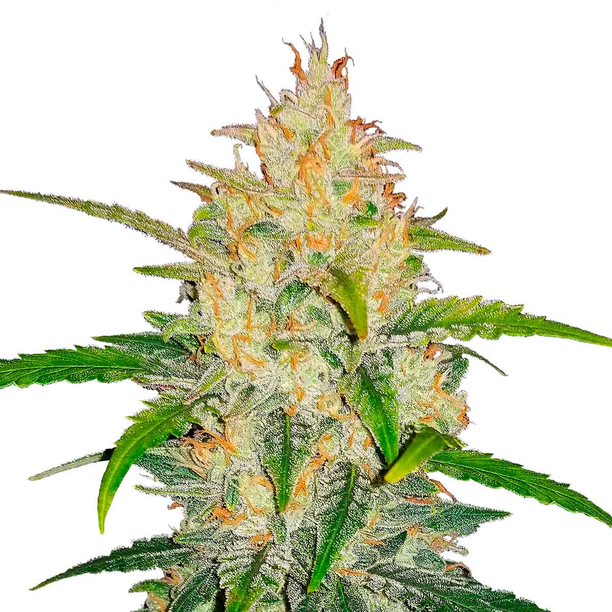 Foto de la variedad Zkittlez Auto
