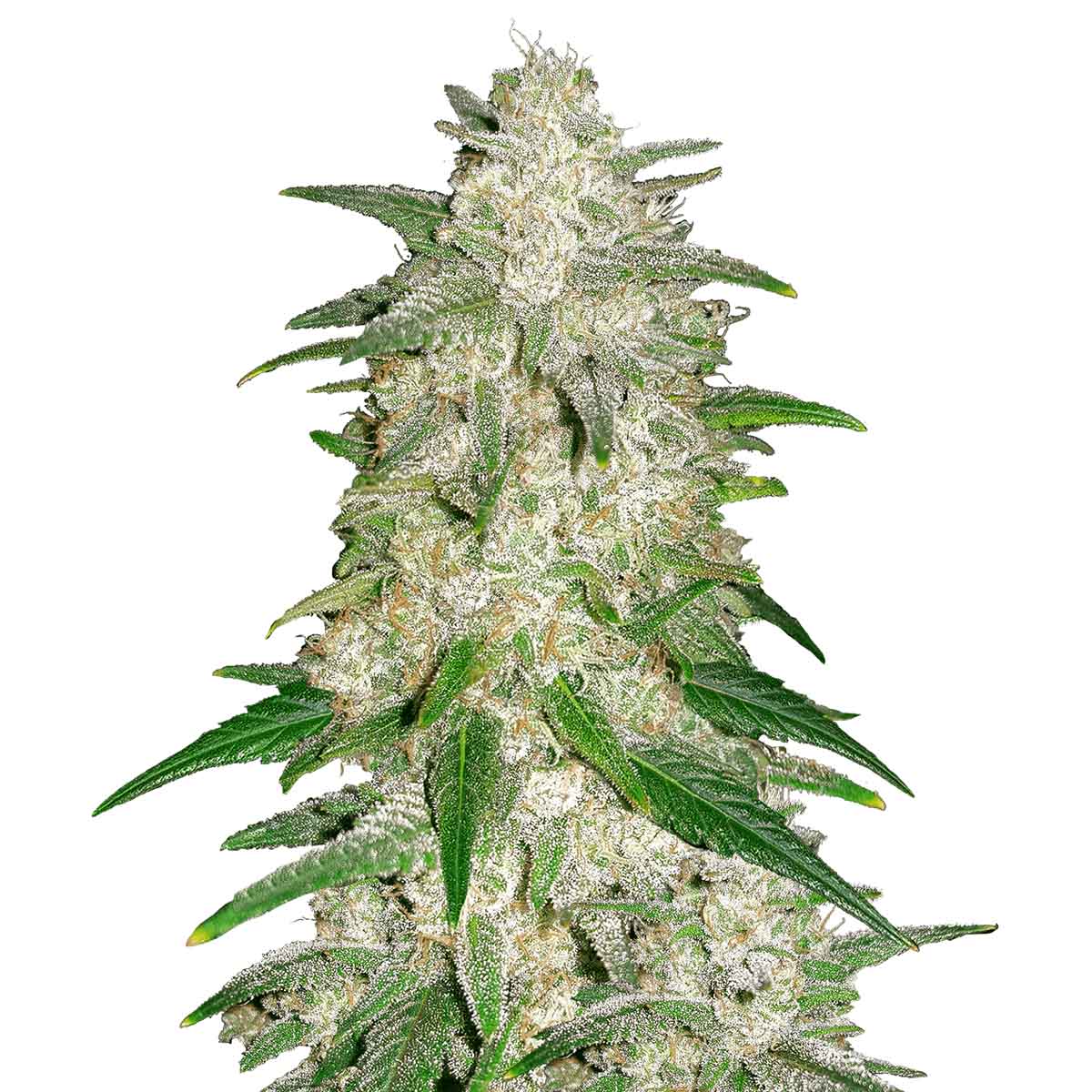 Foto de la variedad Gelato Auto