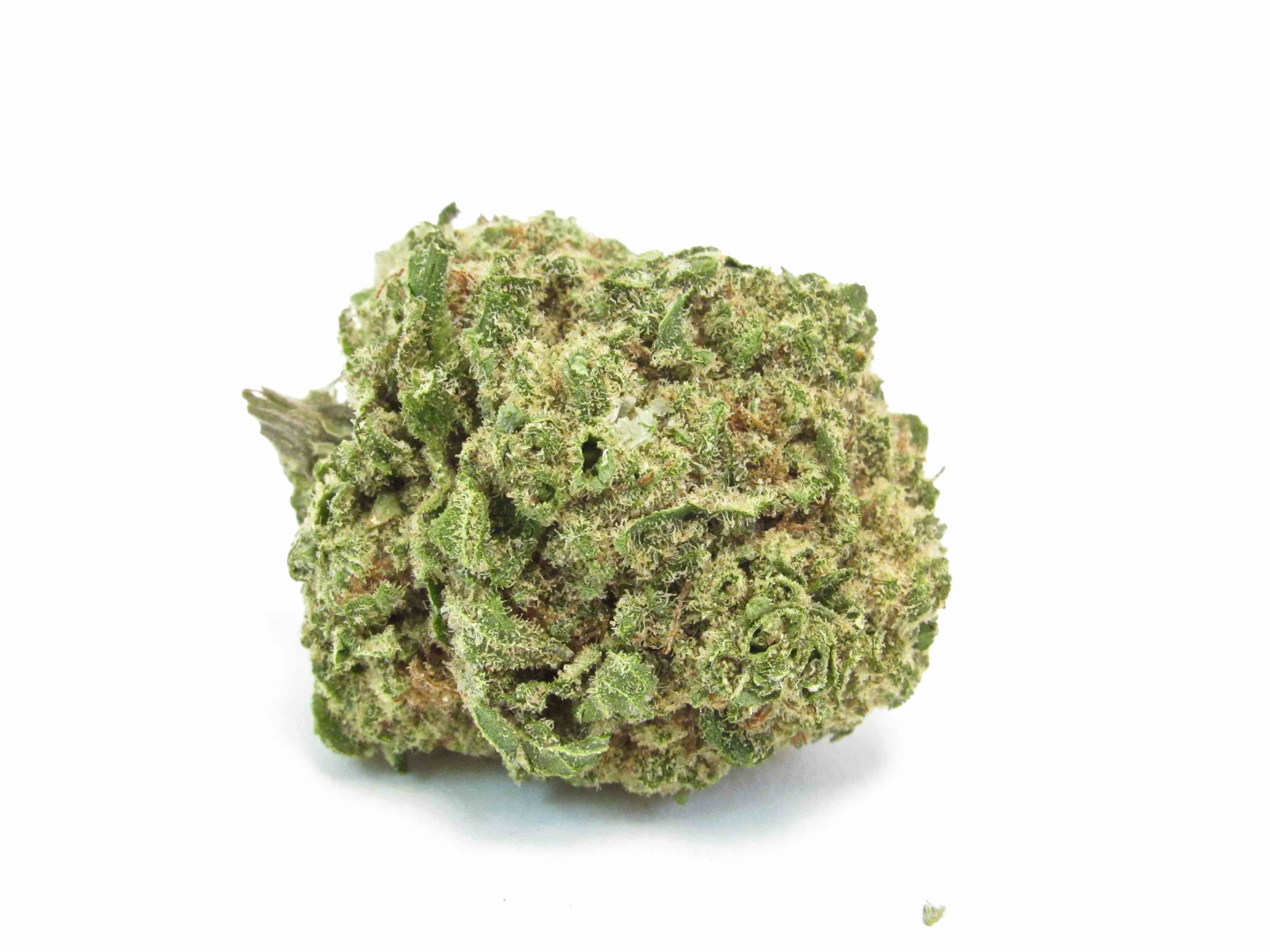 SATTVA — XJ-13