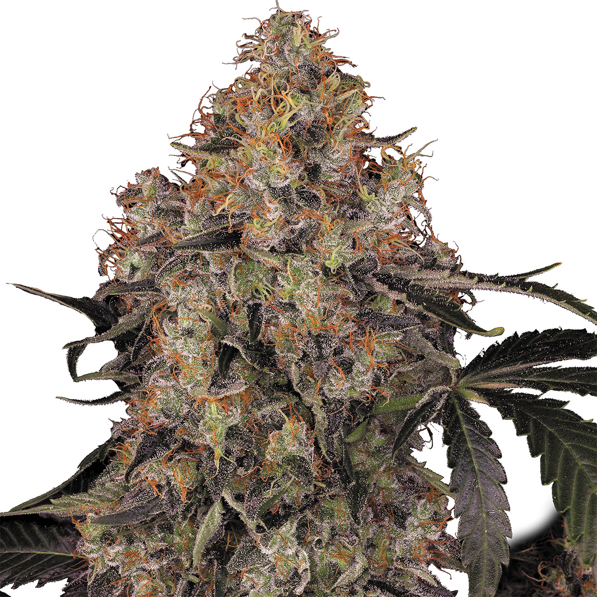 Sticky Status: Blue Kush Berry