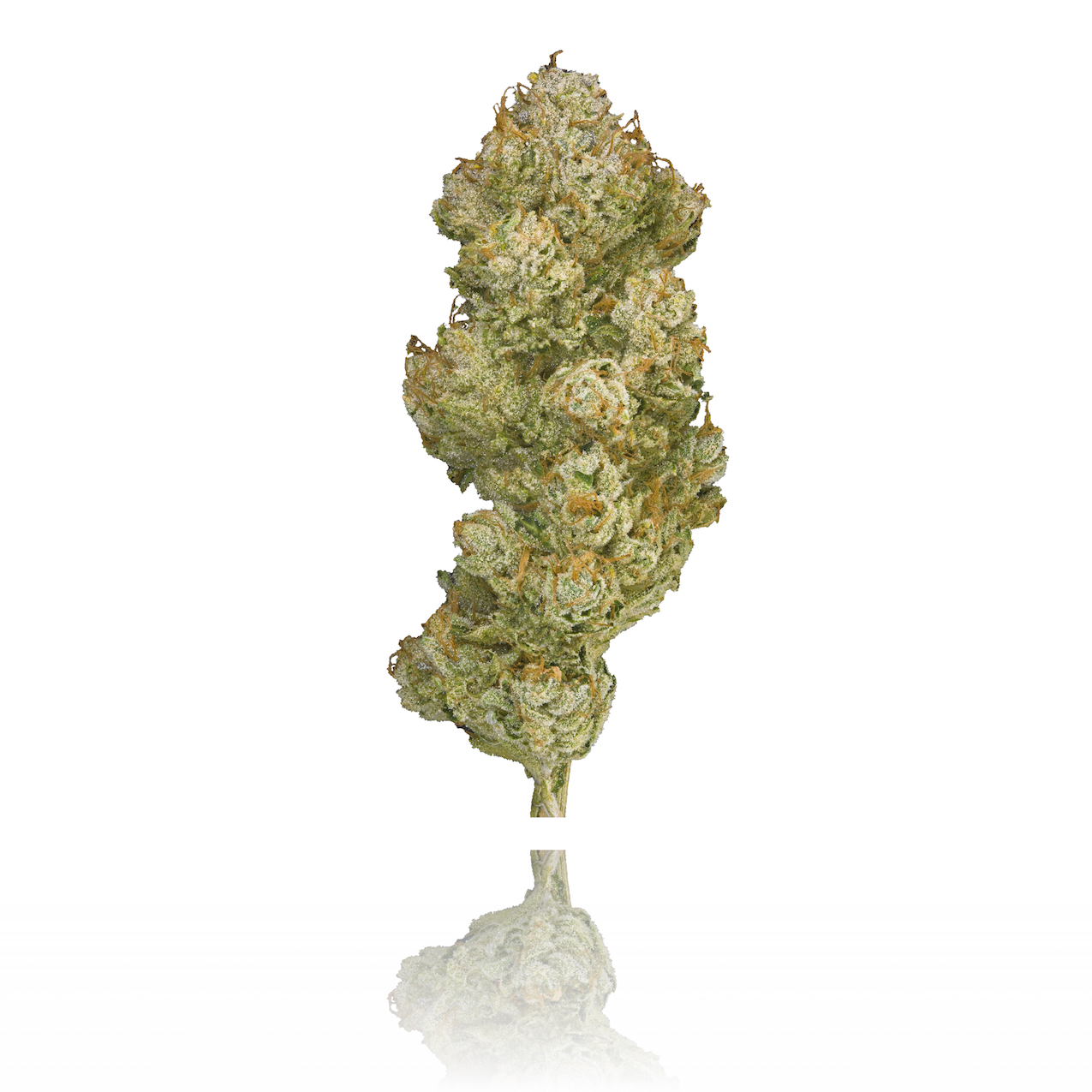 Gelato Seeds — Saturn OG