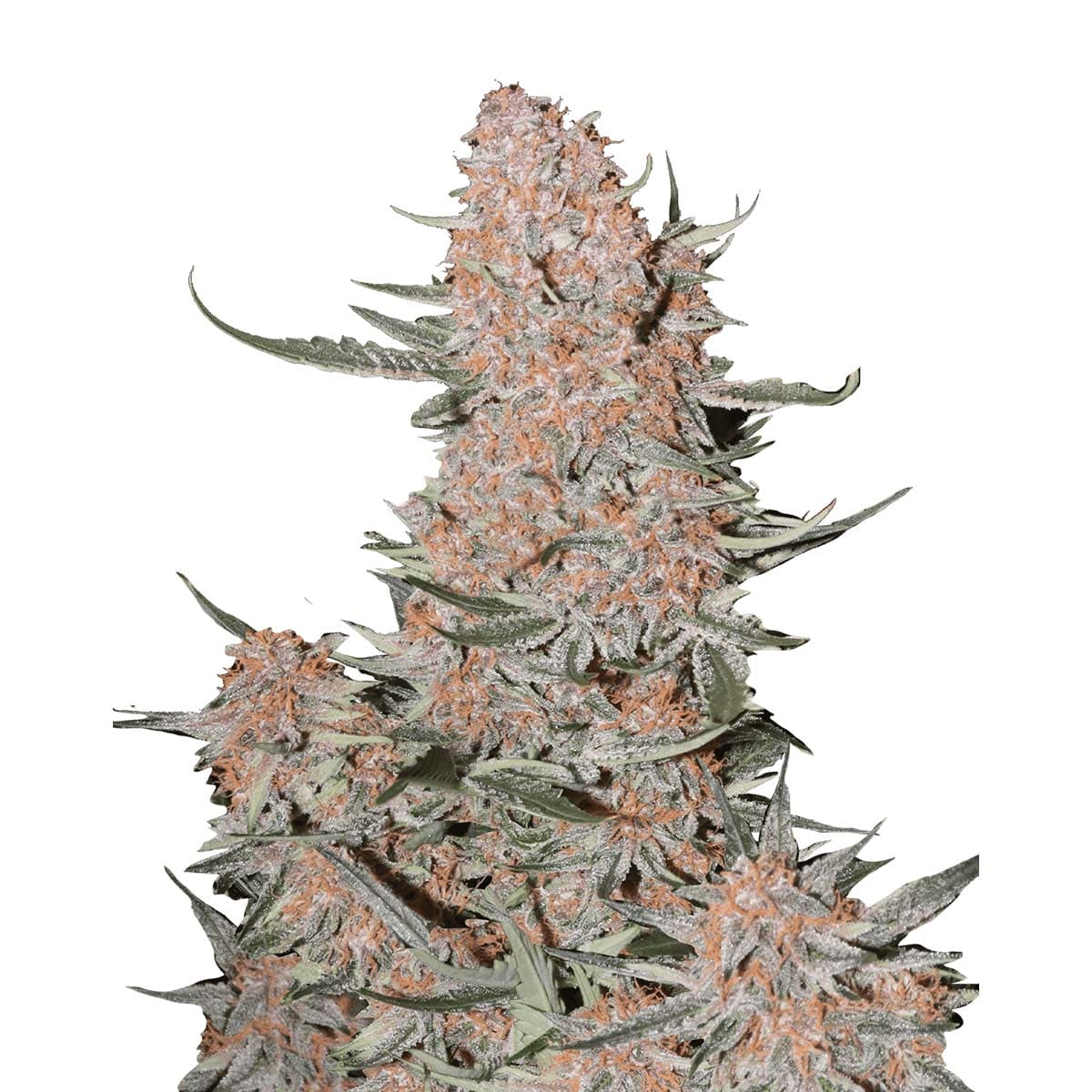 Foto de la variedad Ztrawberriez Auto