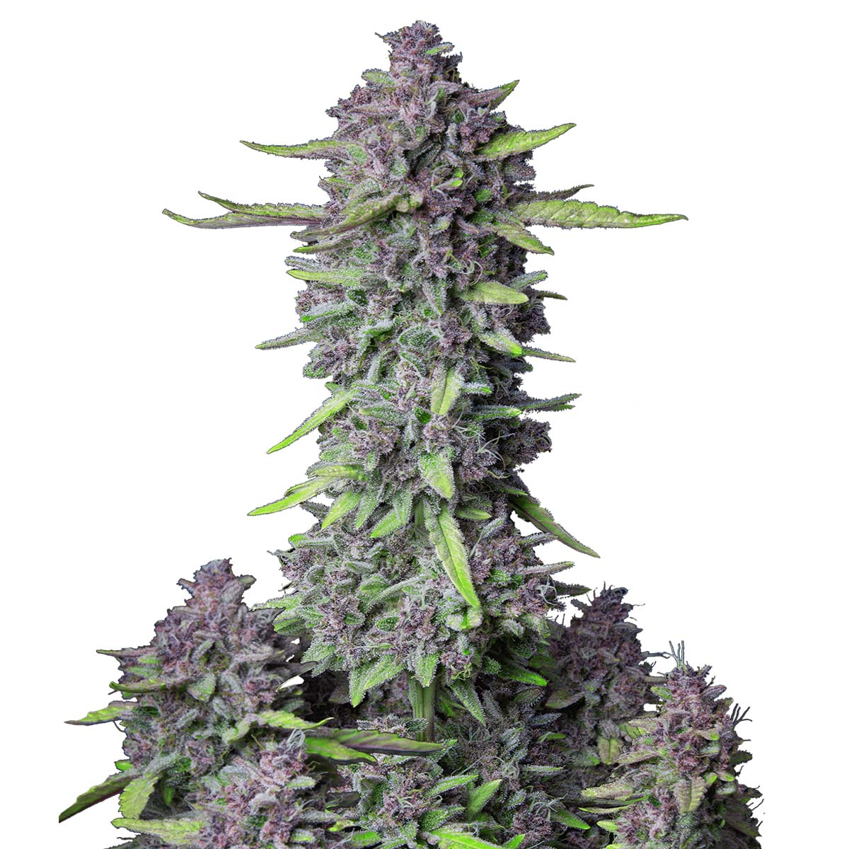 Foto de la variedad Purple Punch Auto