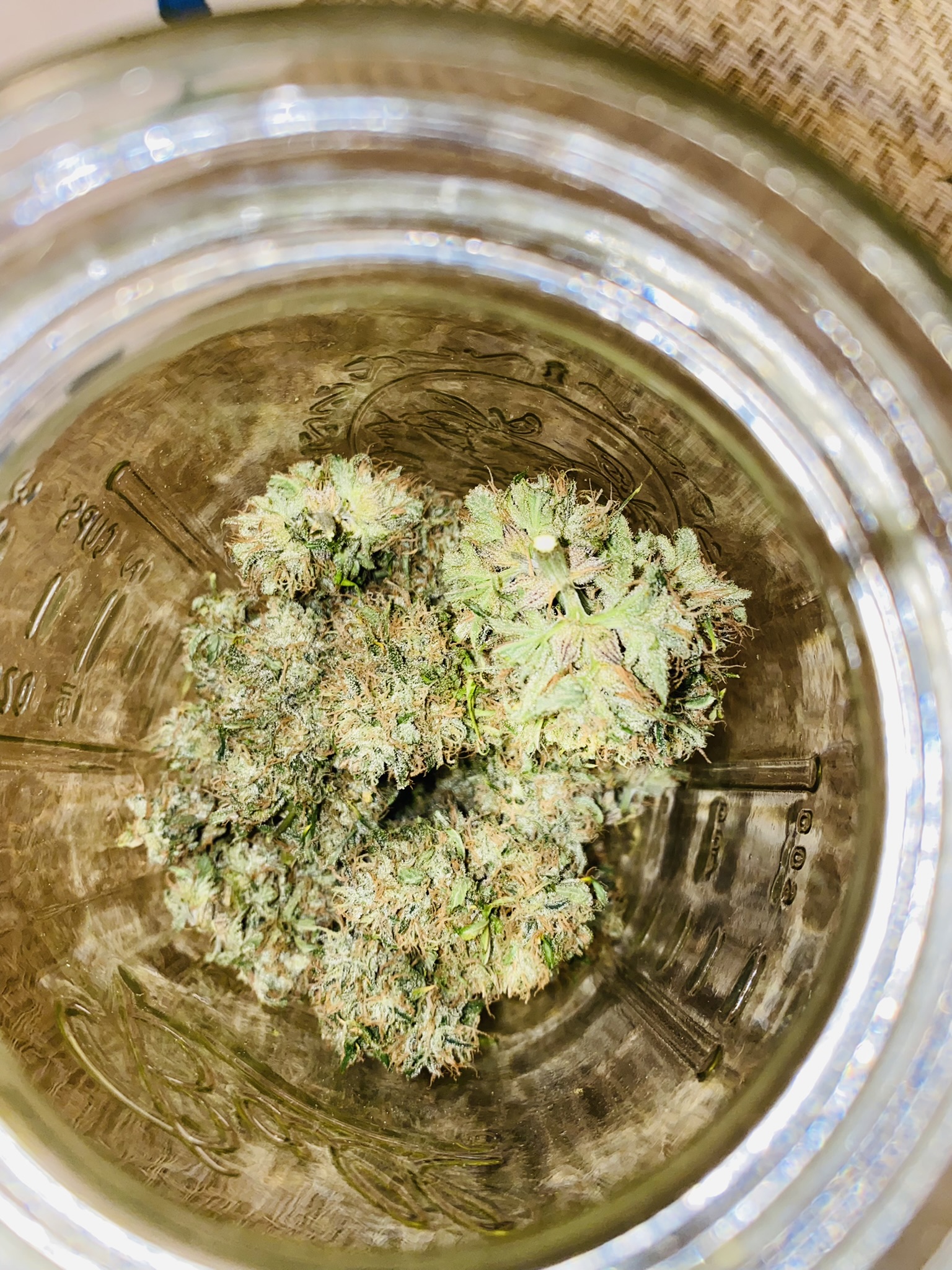 Hoodview Cannabis: Pablo Revenge