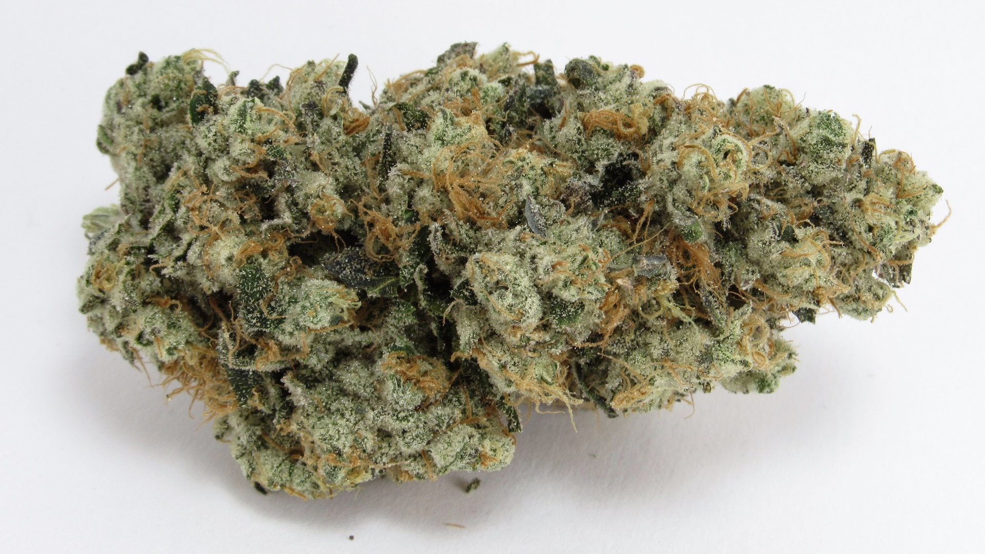 Foto de la variedad GMO OG