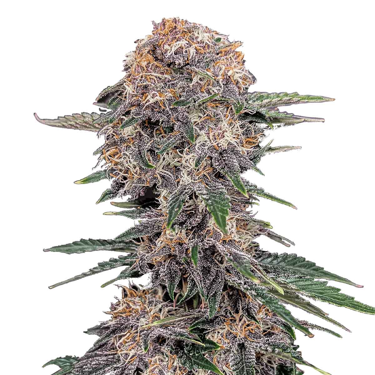Foto de la variedad Cherry Cola Auto