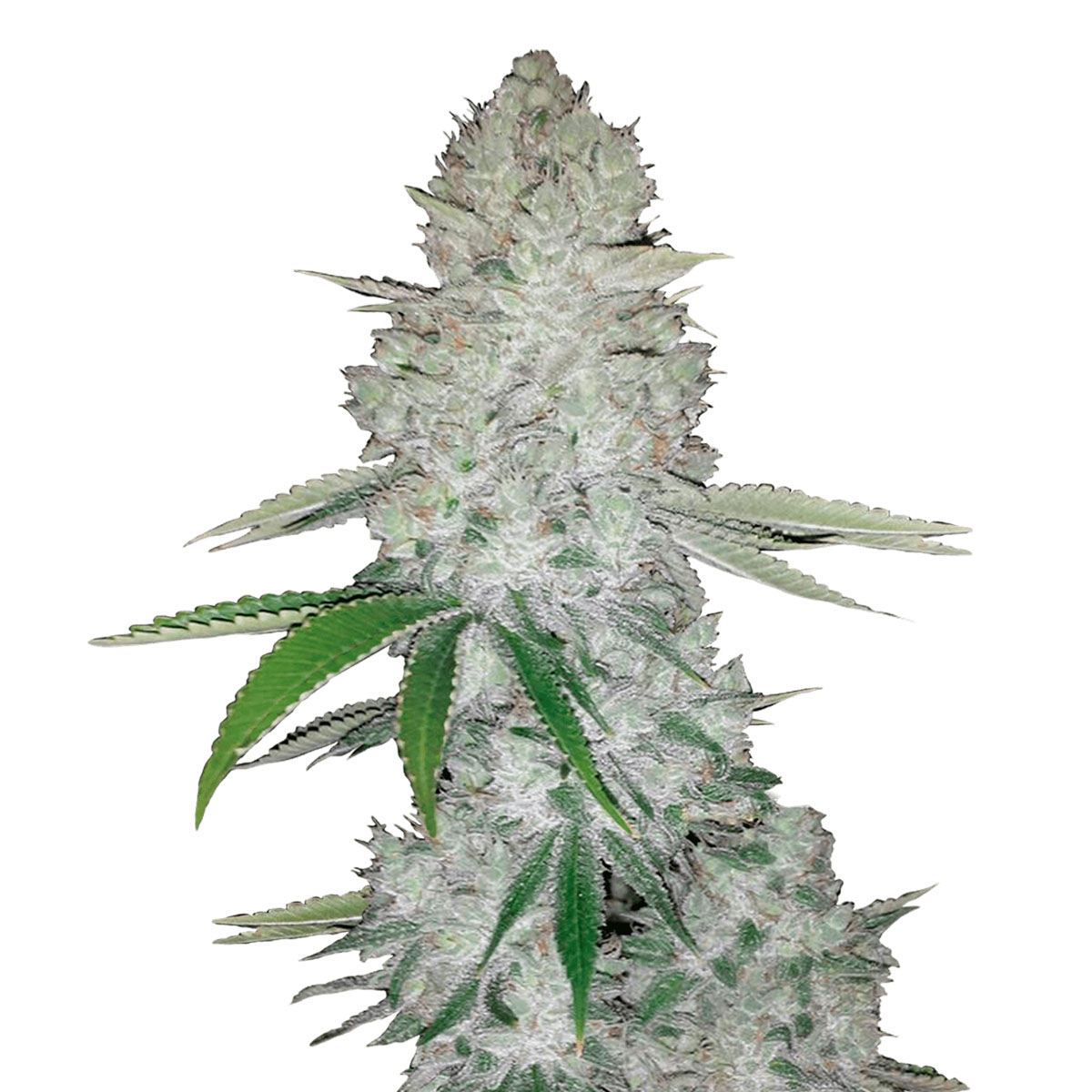 Foto de la variedad Gorilla Auto