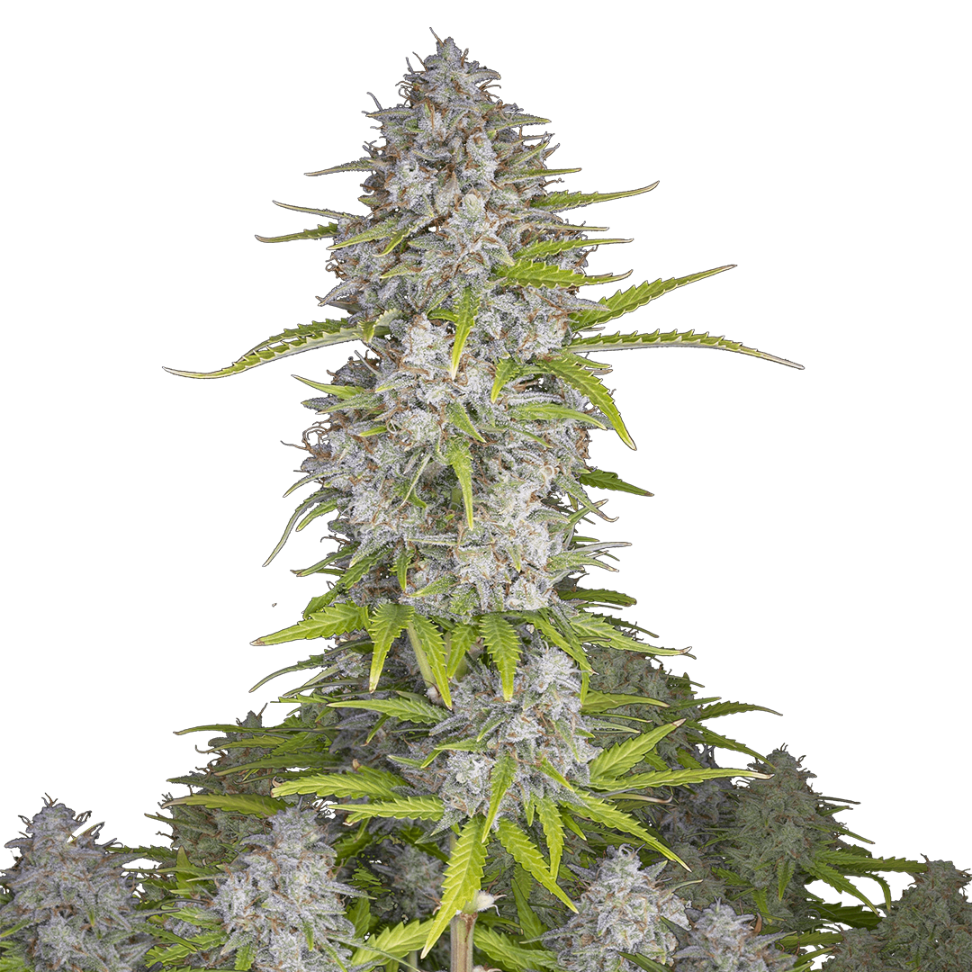 Foto de la variedad Orange Sherbet Auto