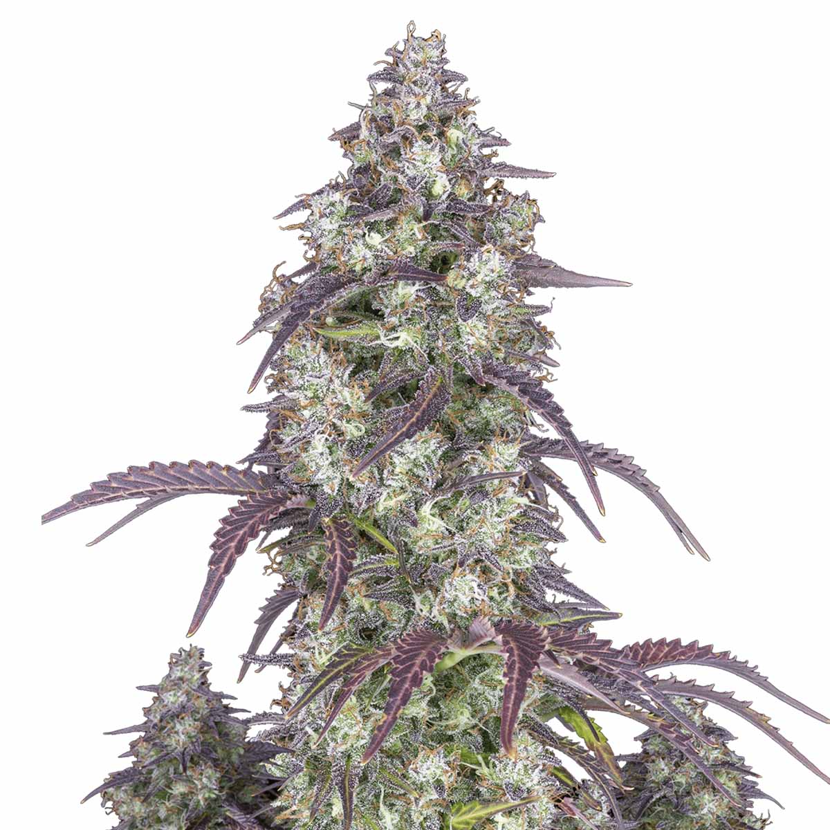Foto de la variedad Lemon Pie Auto